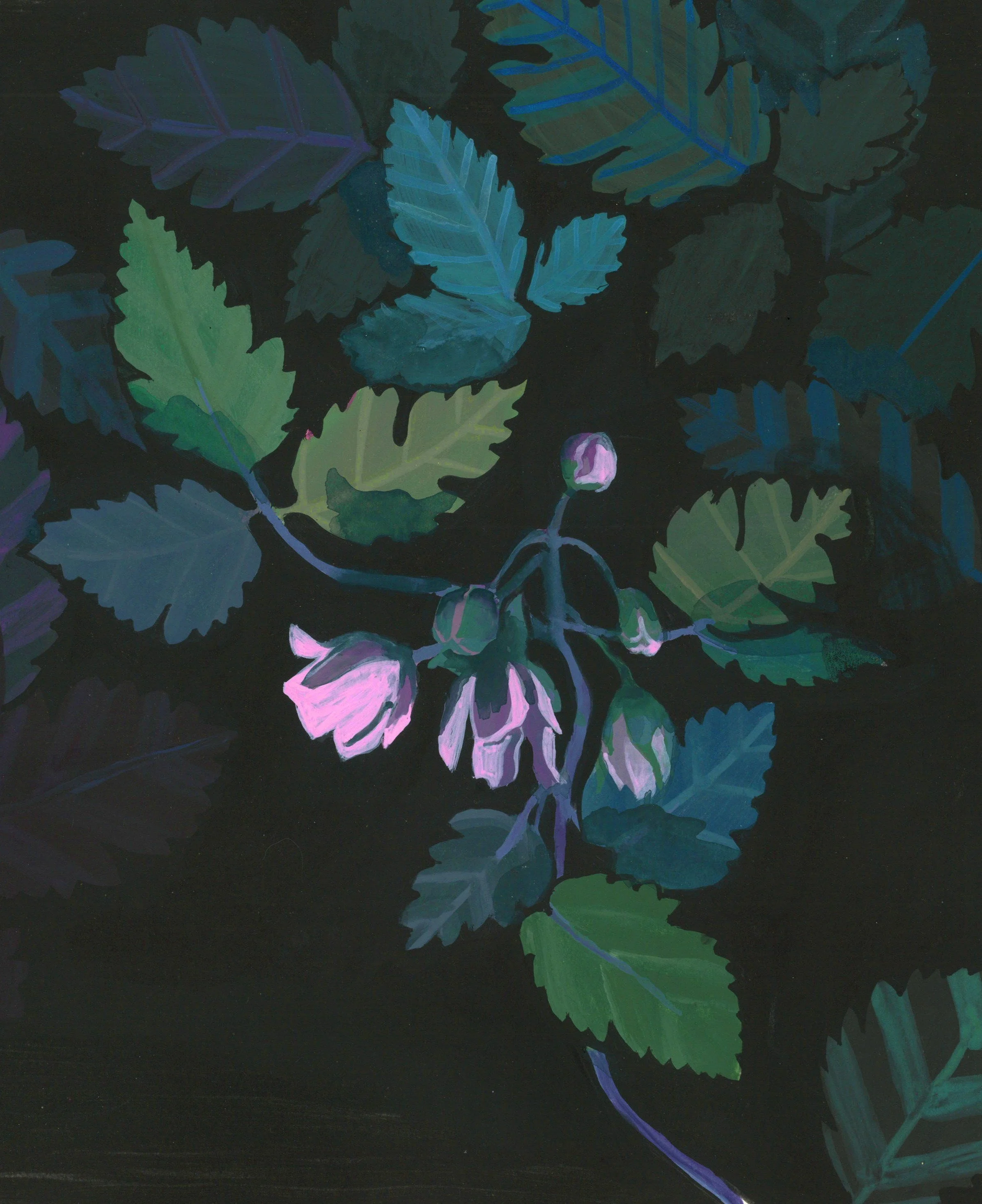 Trailing Blackberry or Pacific Blackberry, Rubus ursinus