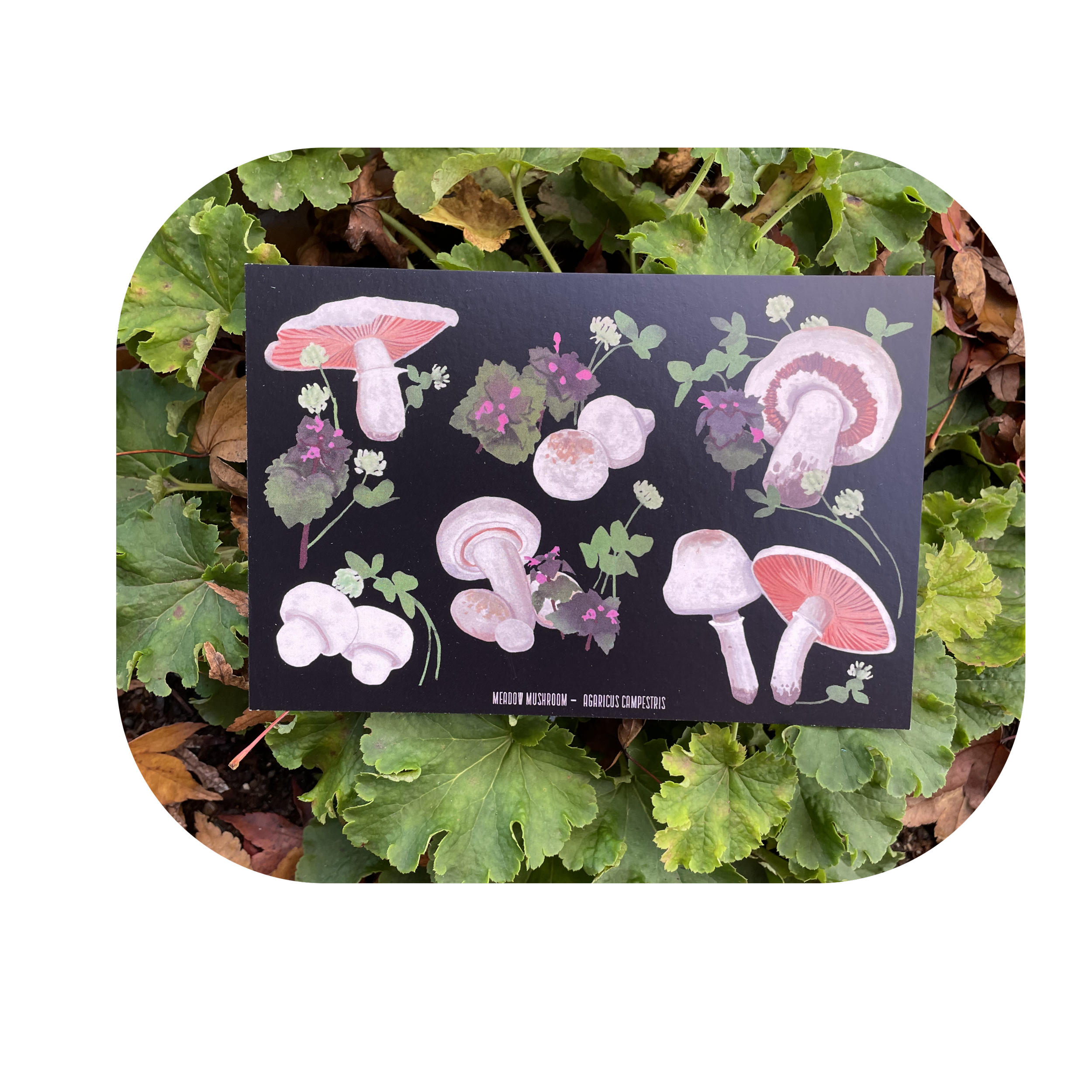 Meadow Mushroom Postcard