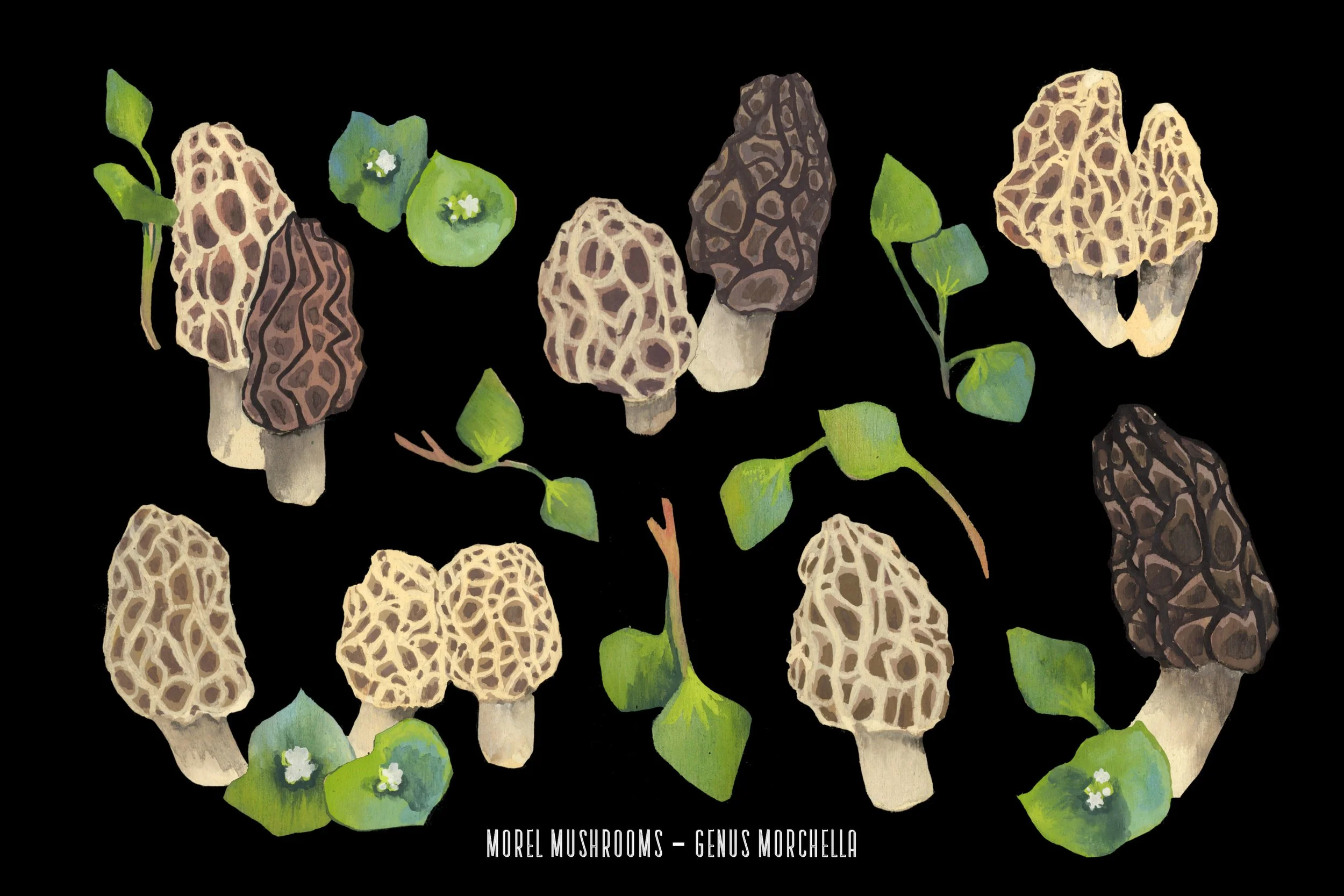Morel Postcard