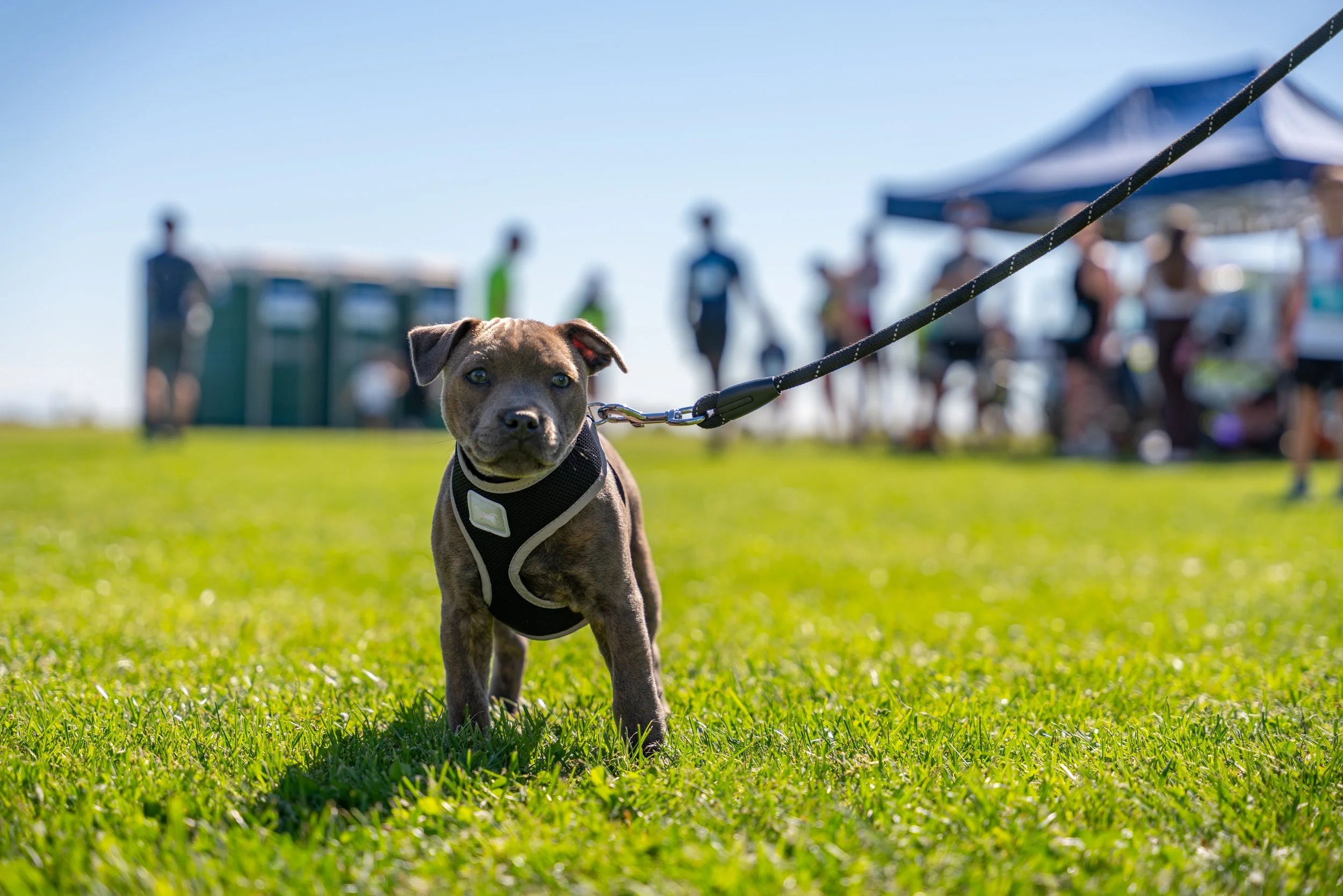 A puppy on a leash standing on a grassy area at an outdoor event. People and tents are visible in the background under a blue sky.