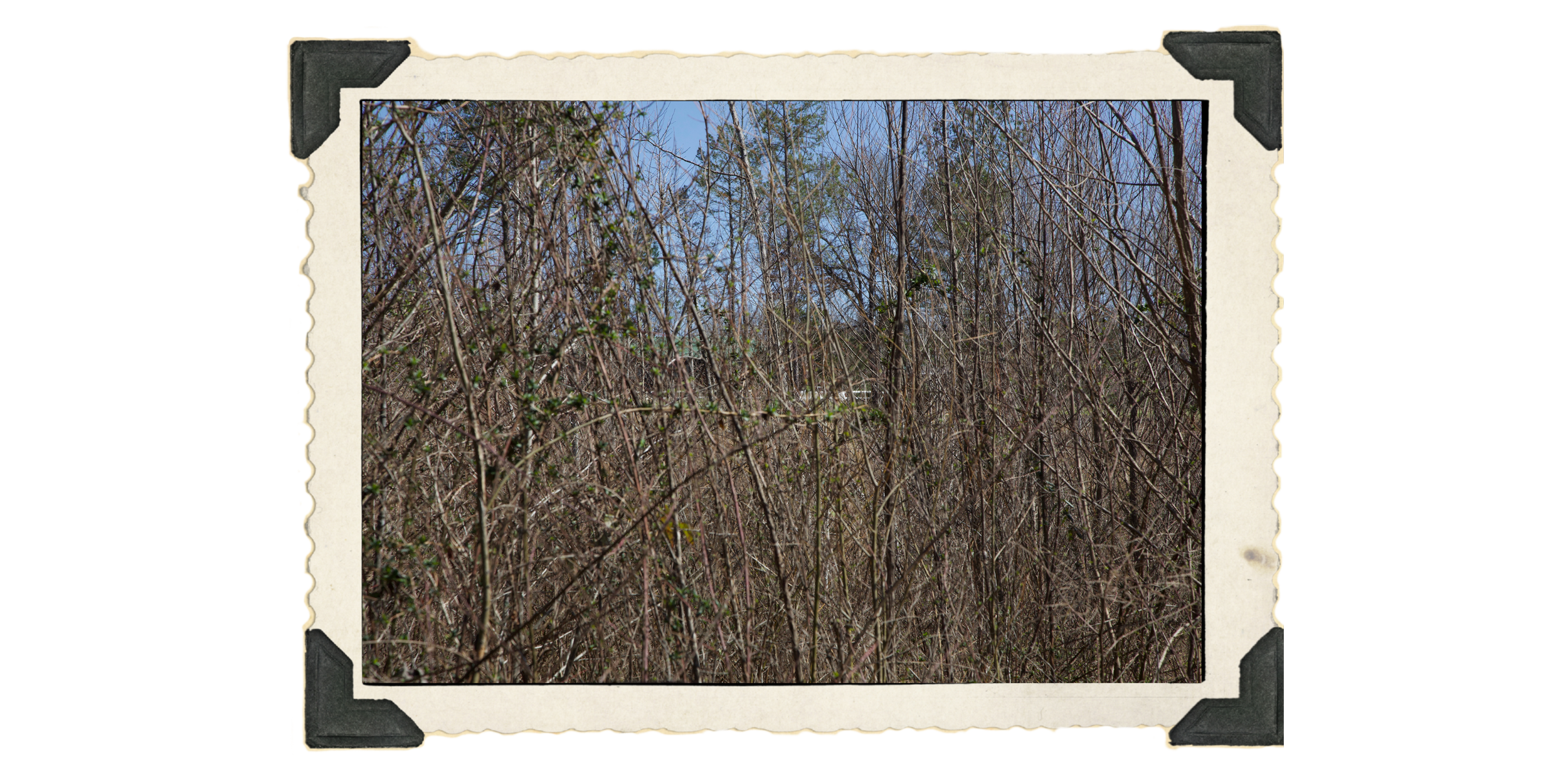 7: just a wealth of young brambles who don’t know better than to claw at your clothes and beg for nothing in the ditch
