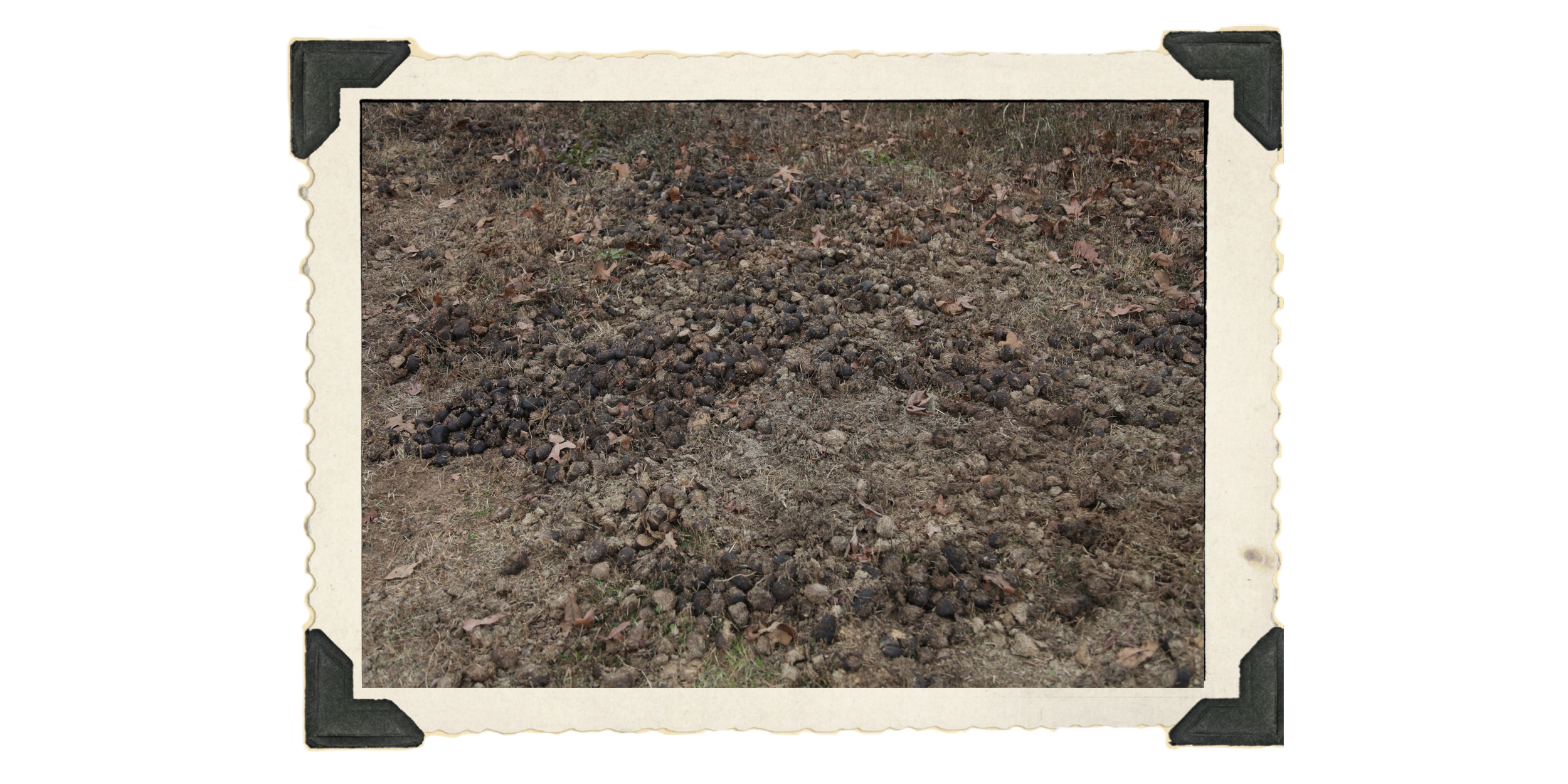 Food for thought: at the end of the Episode 3, Bill explains that horses naturally replenish their grazing areas with their poop – the grass seeds, fertilized by the other components of the feces, root where they lie.