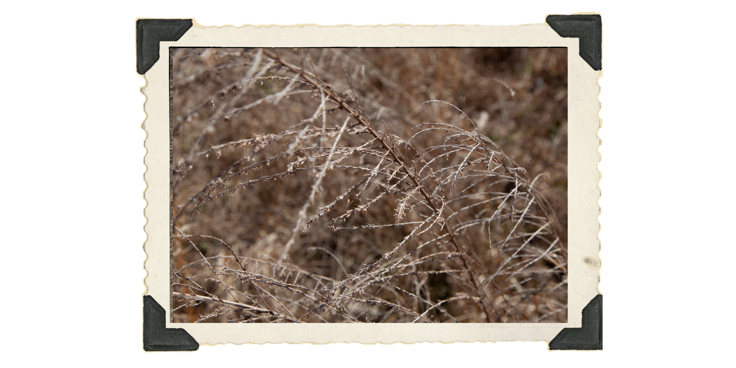 9: It is a sound that is not so easily detangled from the rush and splash of tall brown grass that licks your legs up to the hips mimics memory of the ancient place this used to be