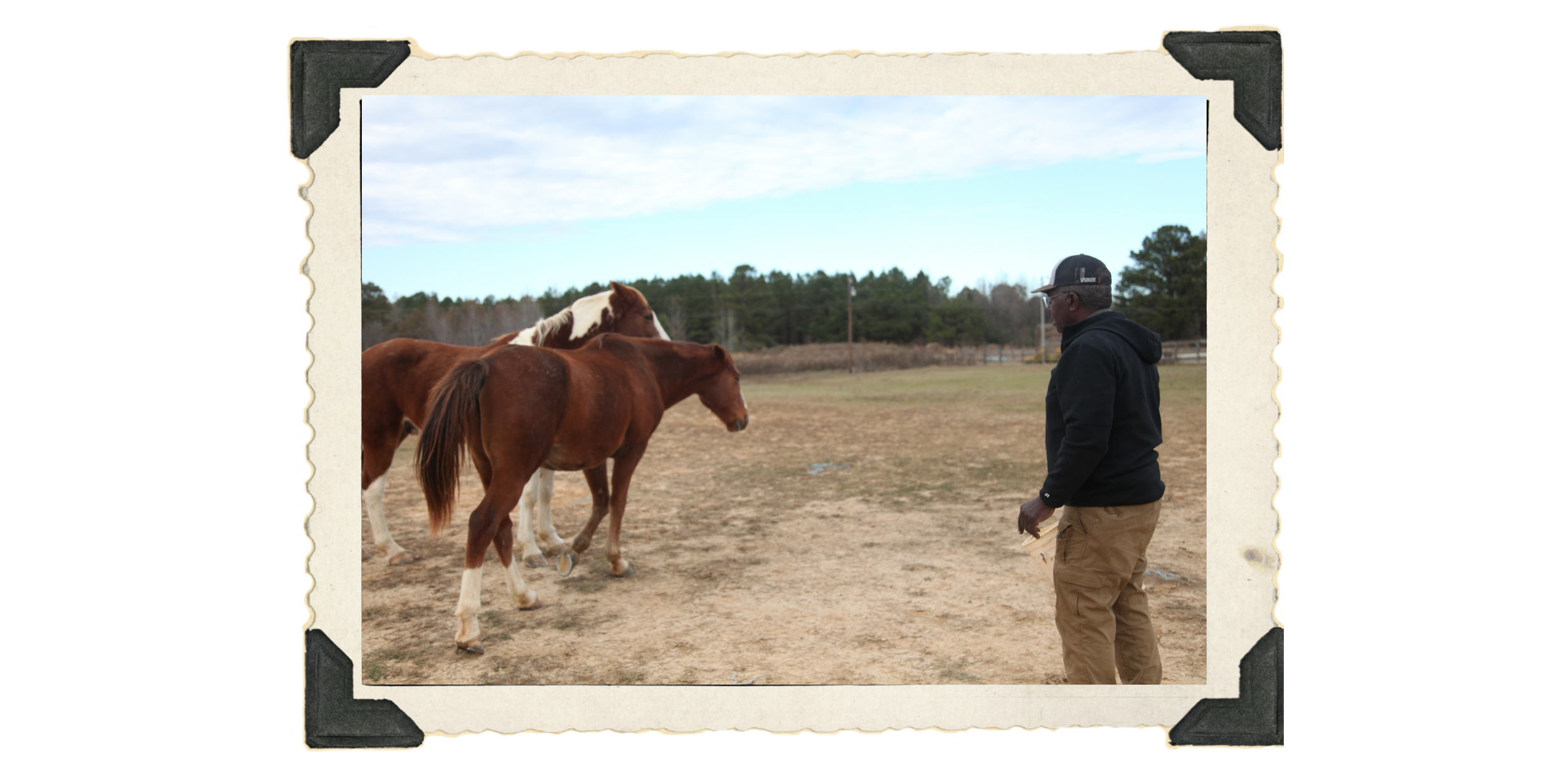 Heading off to graze. This pasture is where the old Hollowell house stood, where Bill and his siblings were born.