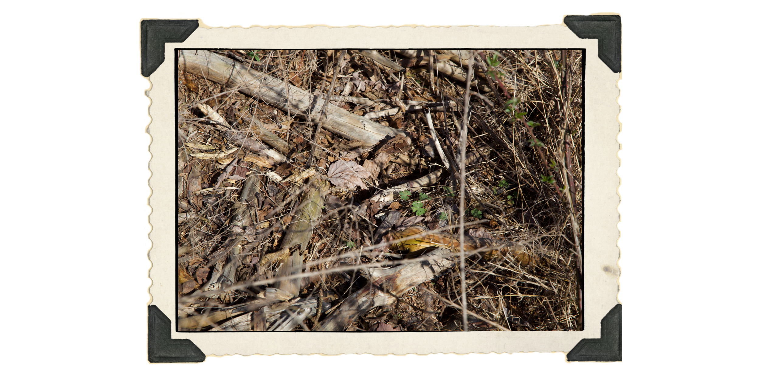 3: of sun bleached pine