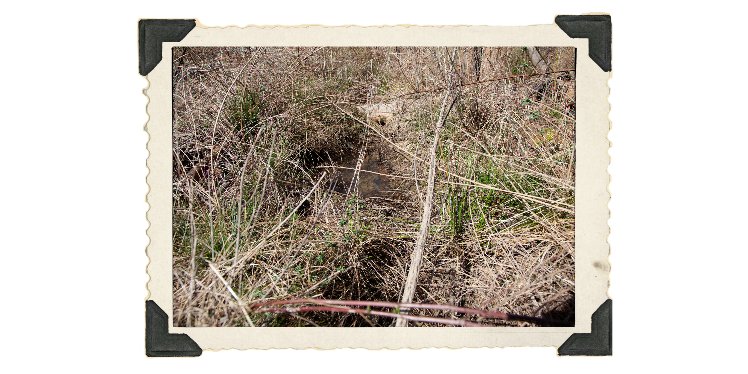 8: where small trees gather and water pools appear still until you catch the whisper of its movement in the corner of your ear snaking through the dark of underground.