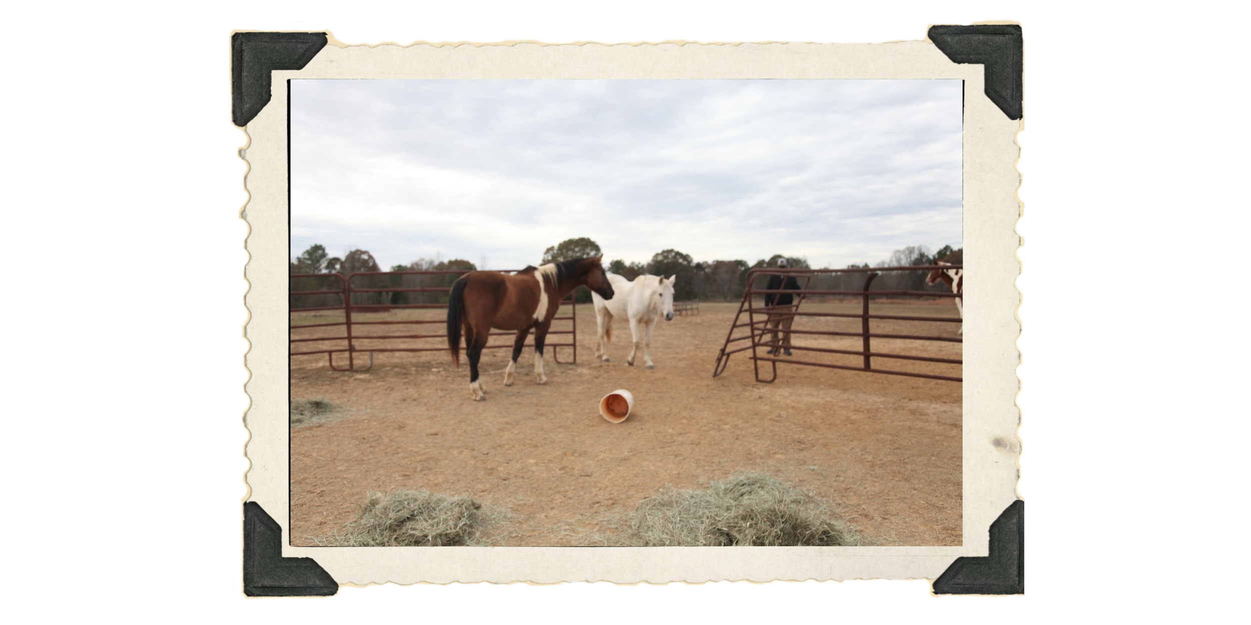 The horses are hoping Bill has alfalfa or oats somewhere on his person.