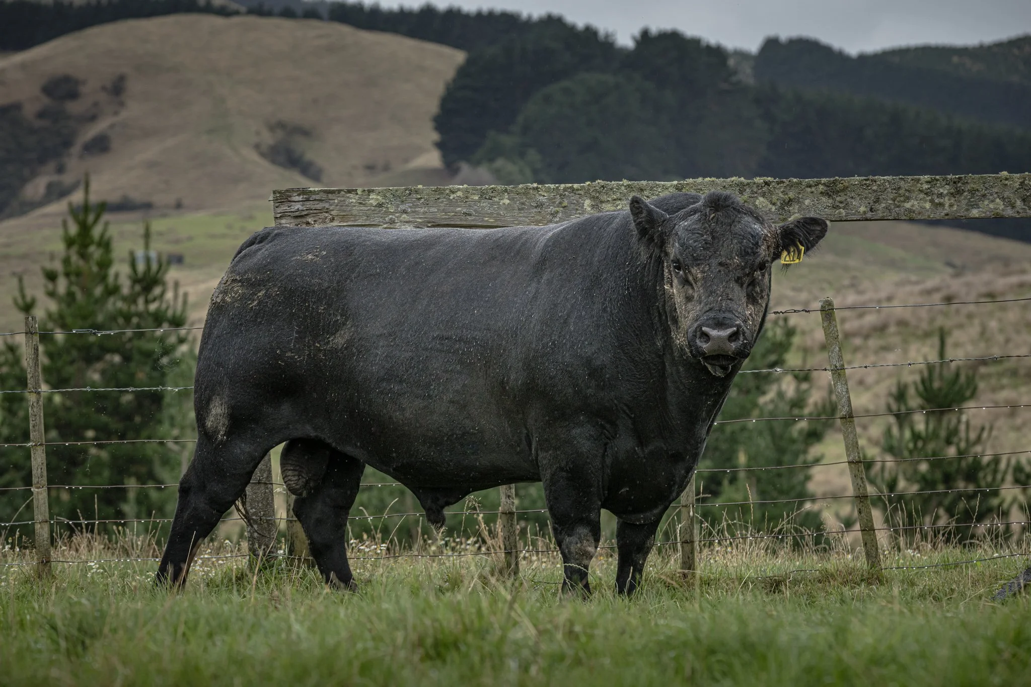 Dandaleith Angus Bull, selected for his great EBV's.