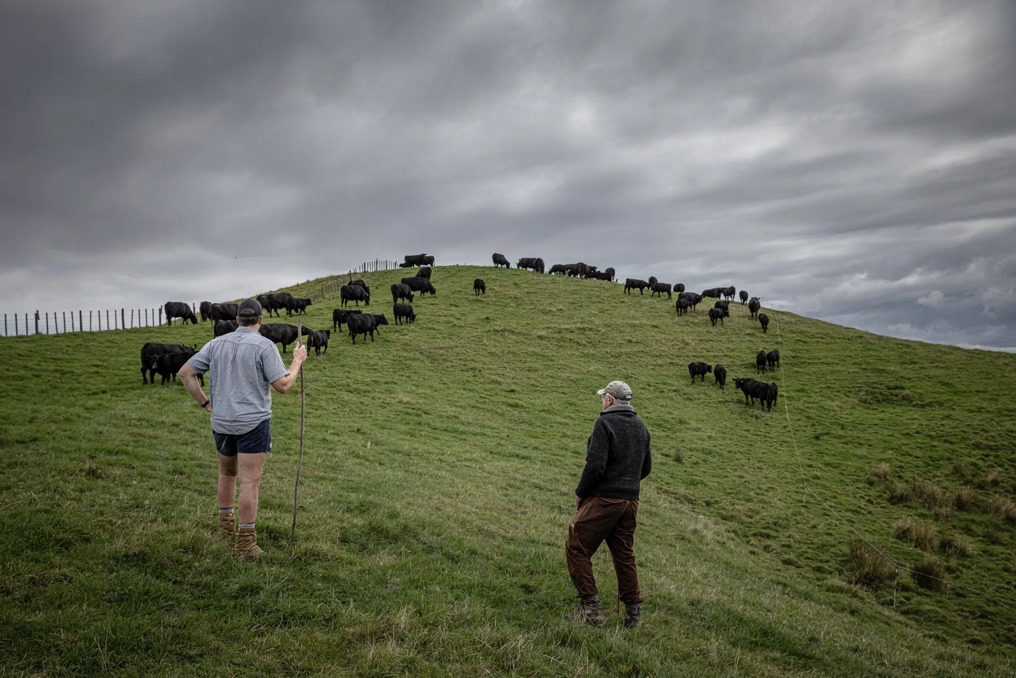 Two men are standing on a grassy hill, one wearing shorts and the other in pants, observing a herd of black cattle grazing on the hillside under a cloudy sky.
