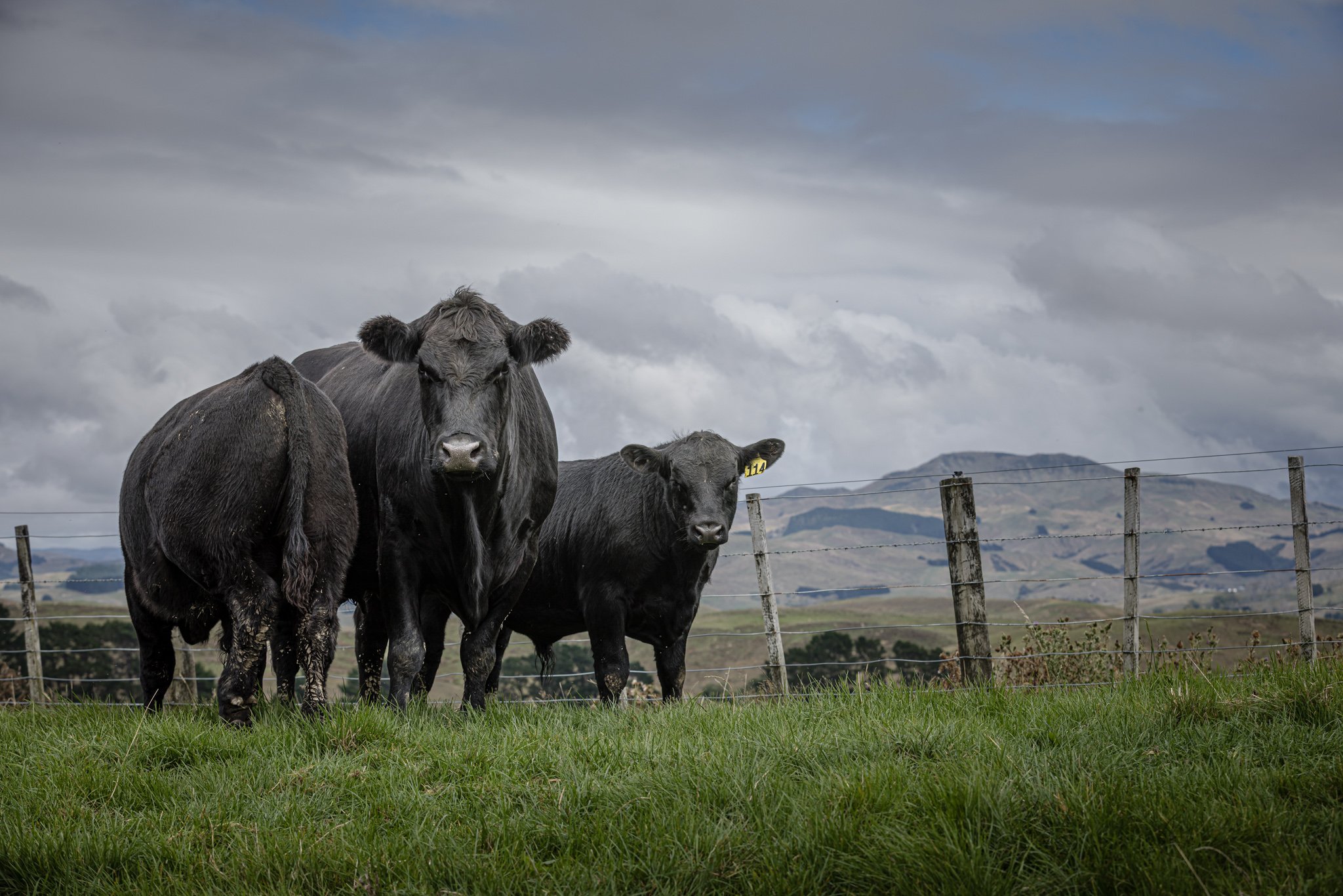 Three black cows standing on green grass in a fenced field, with hills and cloudy sky in the background.