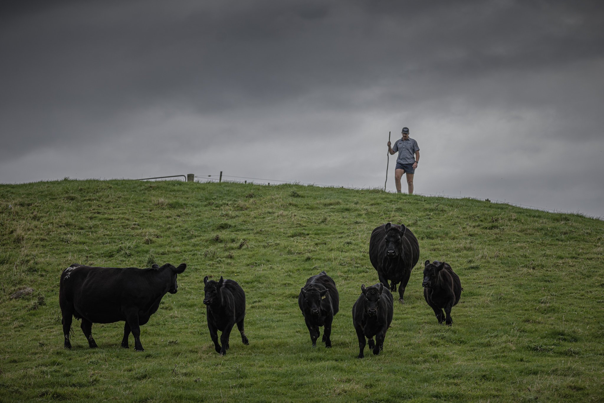 A man standing on top of a grassy hill with dark clouds overhead, holding a stick, while five black cows walk towards him.