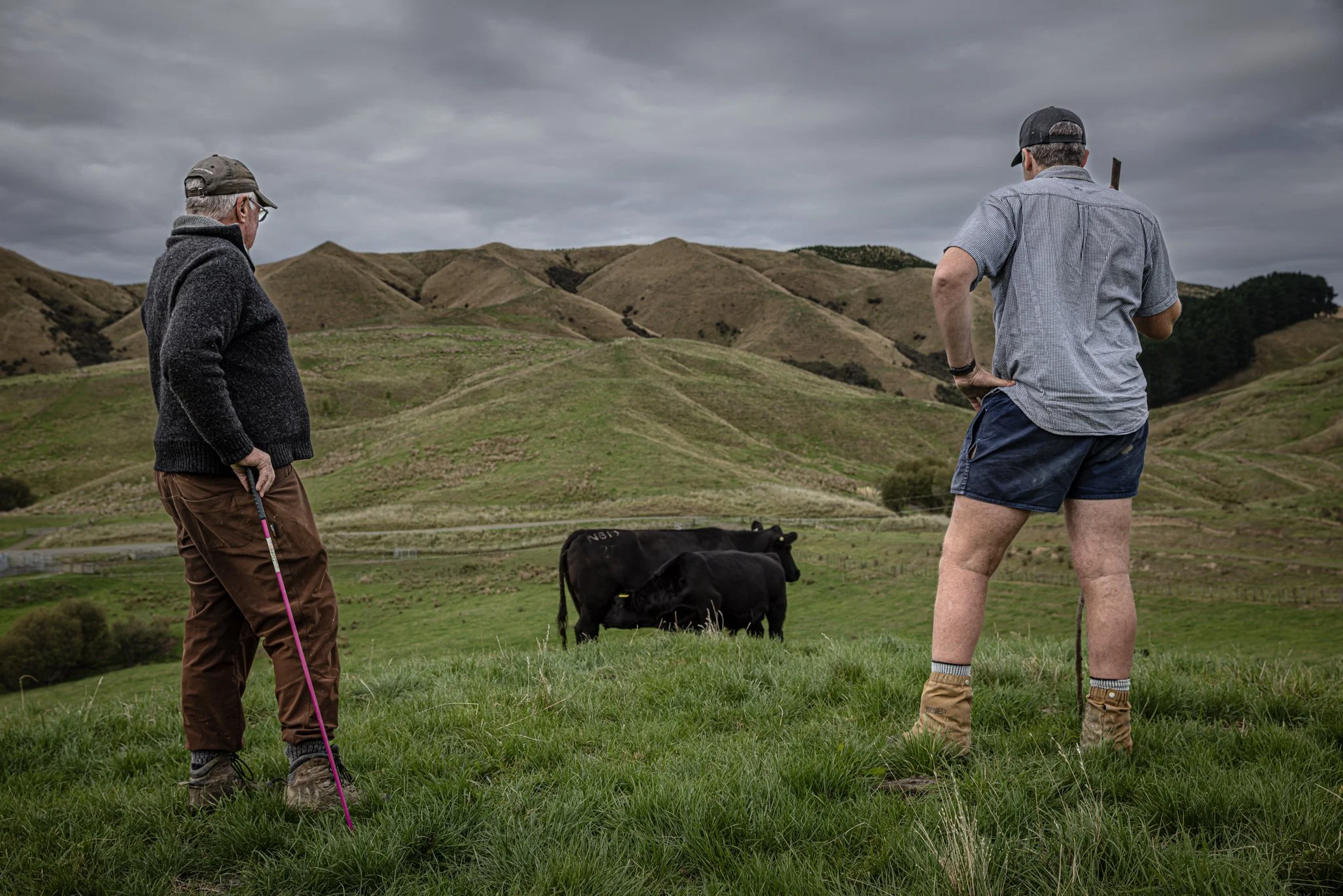 Two men standing on a grassy hillside observing two black cows, with rolling hills and a cloudy sky in the background.