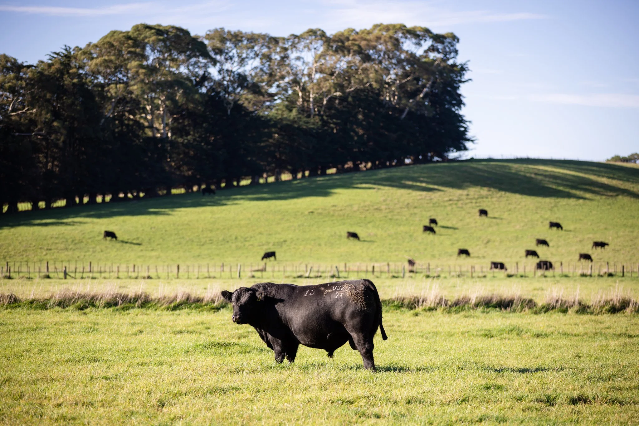 Dandaleith Angus Bull, enjoying the Dannevirke sun. 