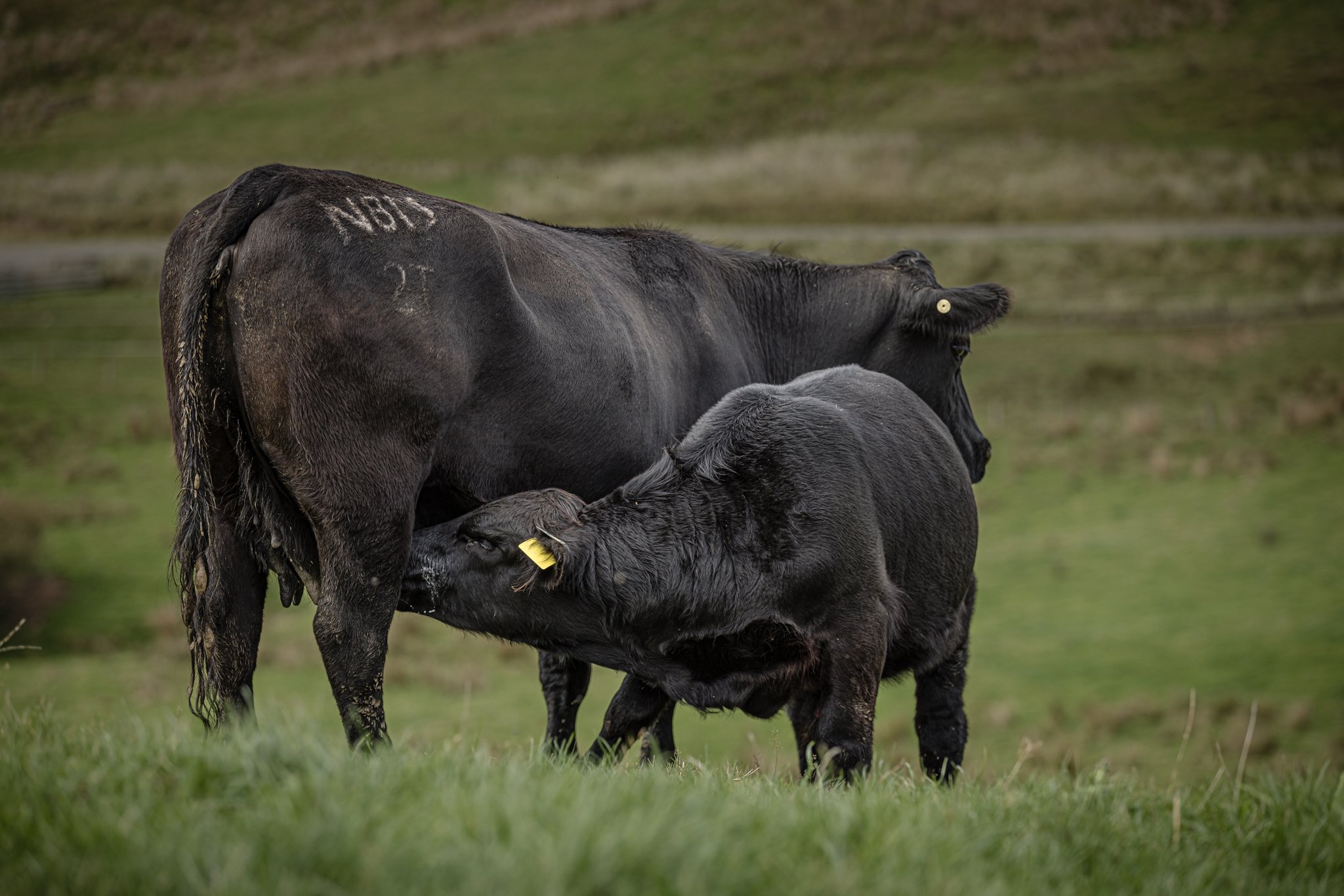 A black cow nursing a black calf in a grassy field.