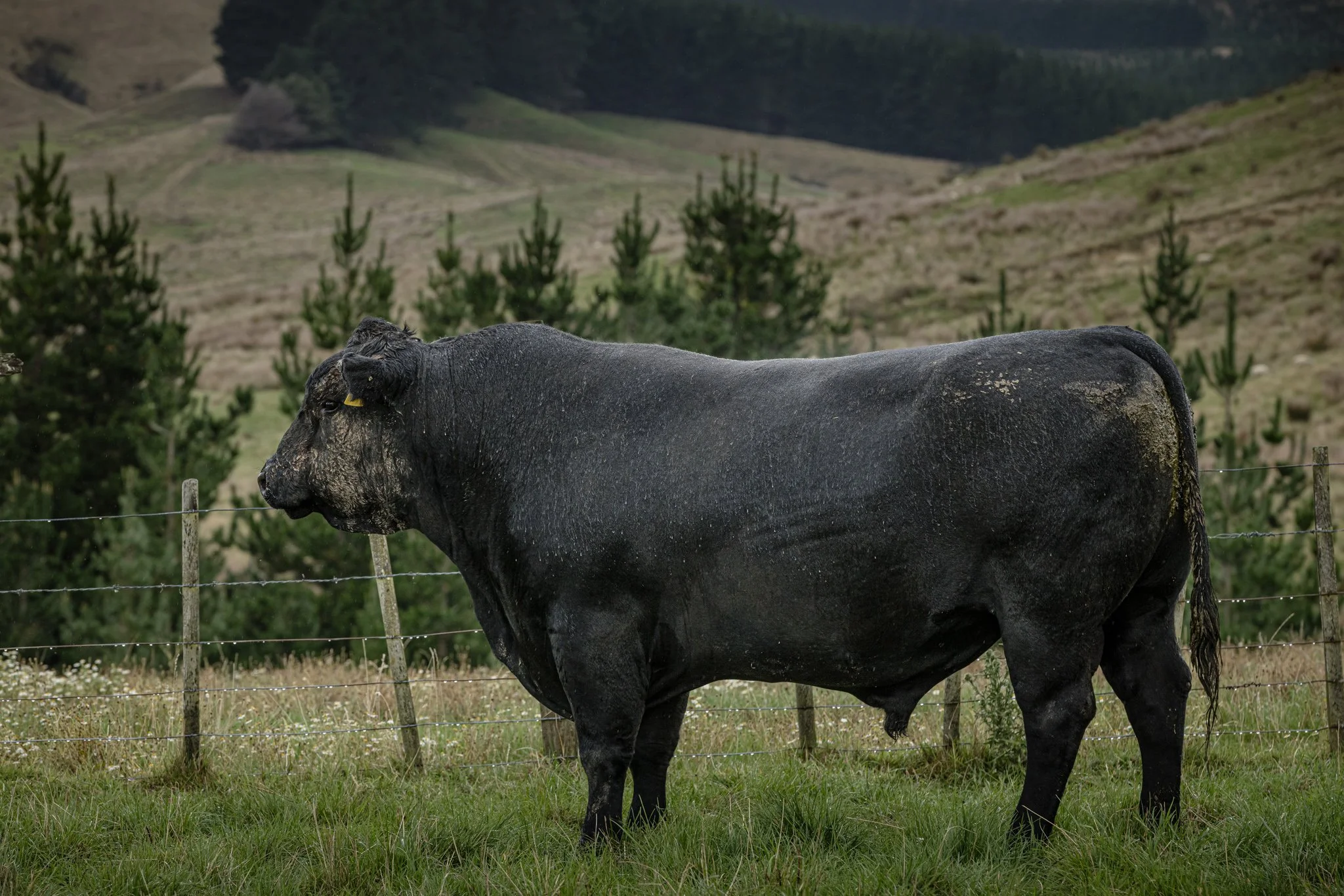 A large black Angus bull walking in a Dandaleith paddock.