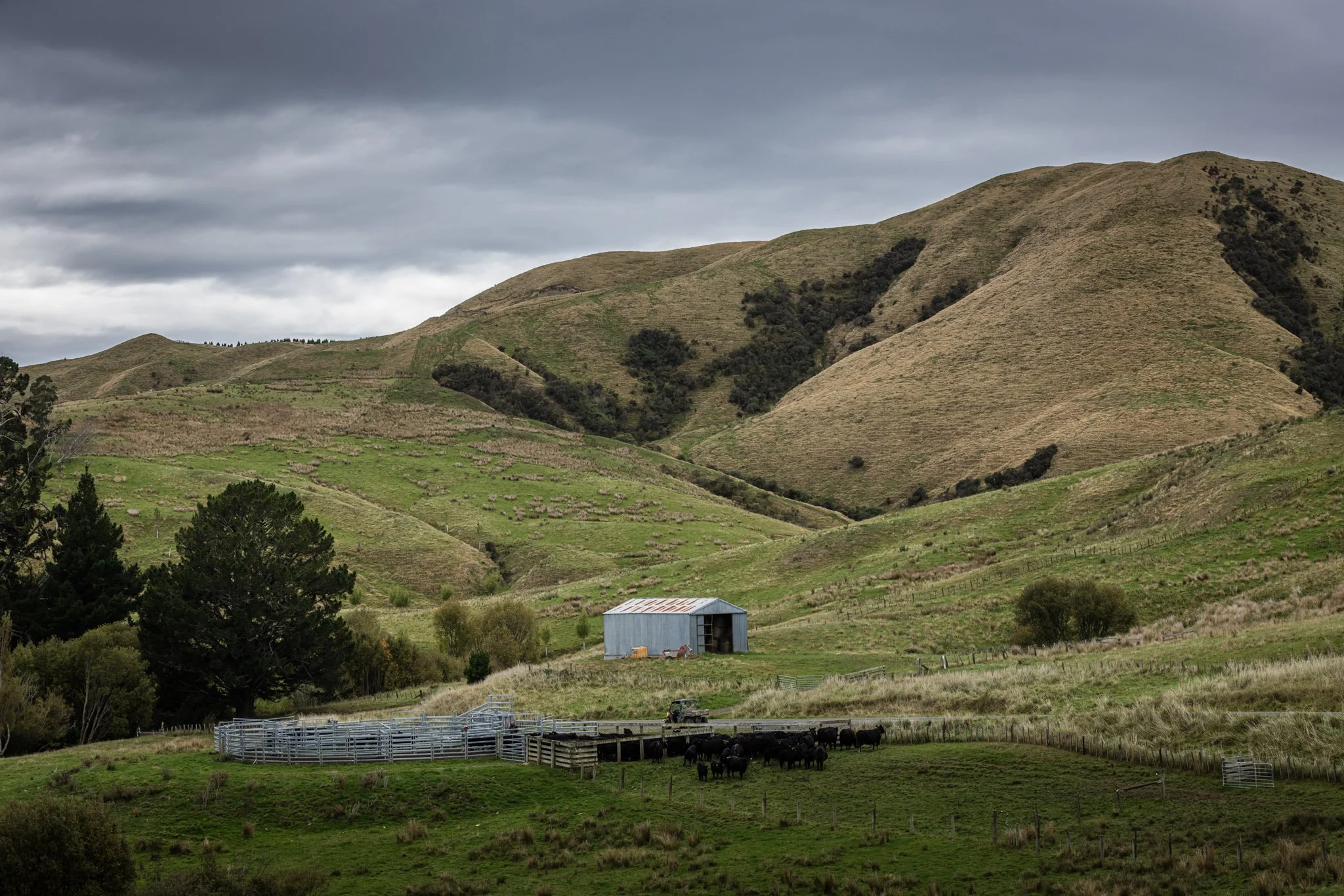 A rural landscape with rolling green hills, a small blue barn, and a herd of cattle grazing in a fenced pasture under a cloudy sky.