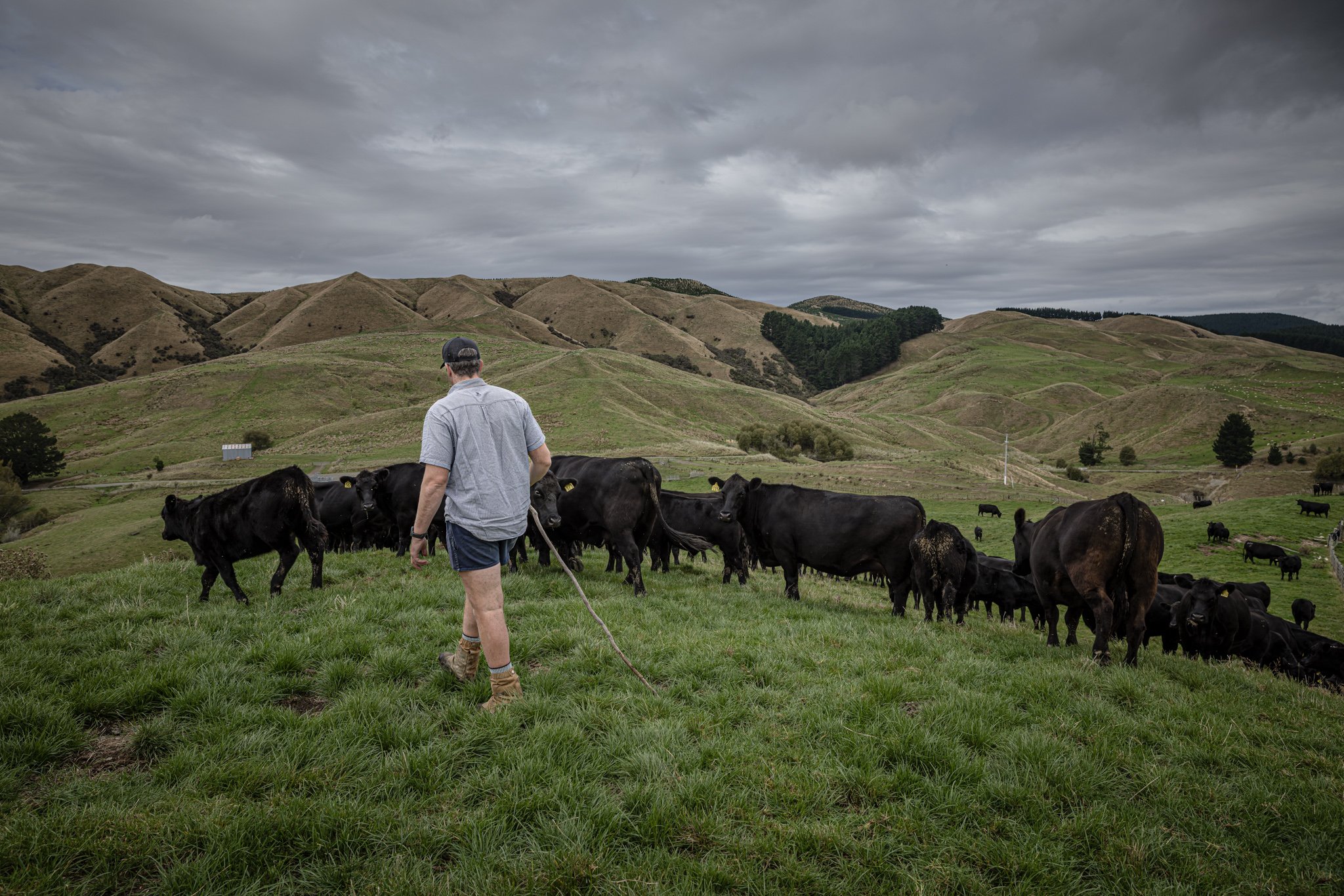 George Philip mustering our Angus Cattle.