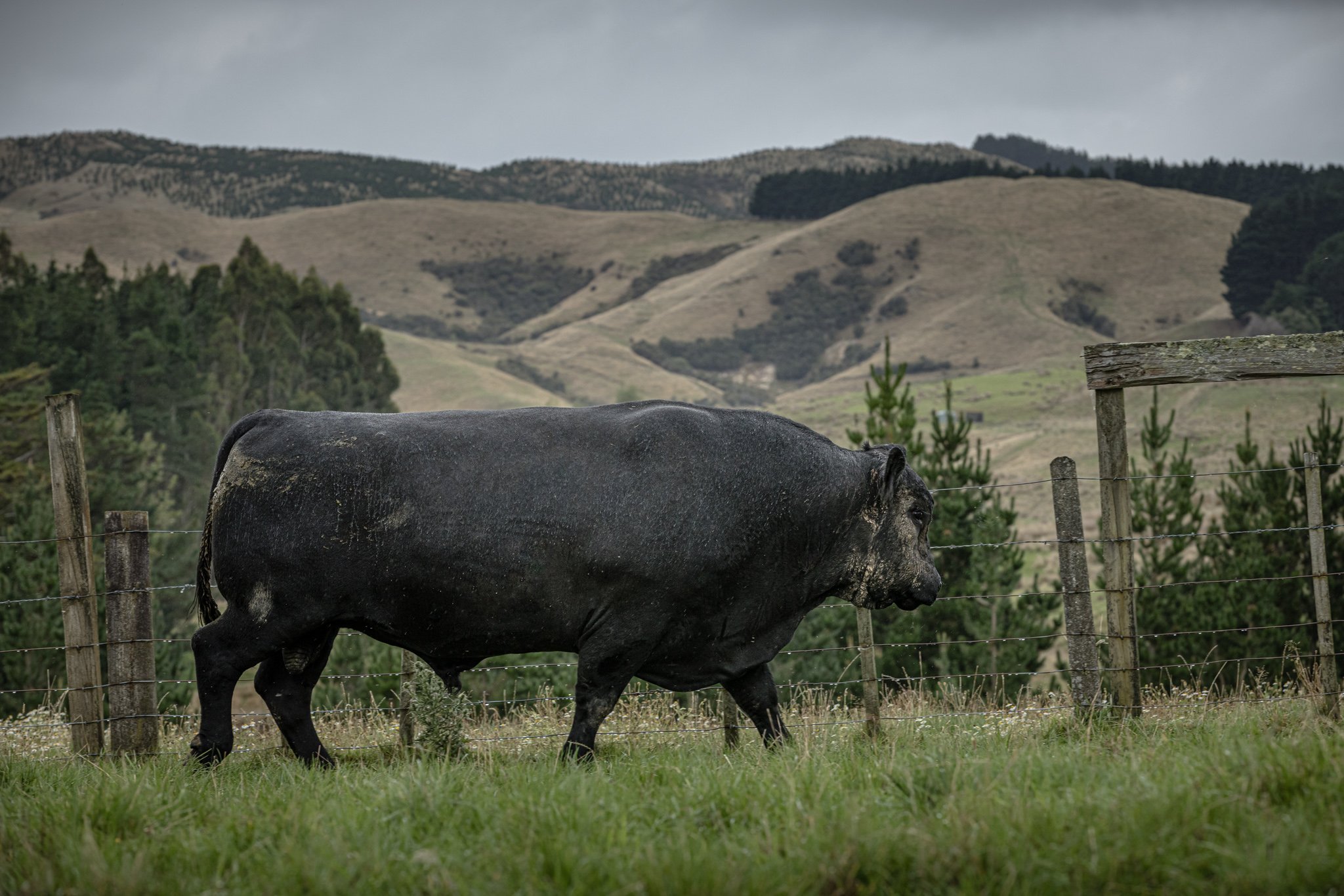 A large black Angus bull walking in a Dandaleith paddock.