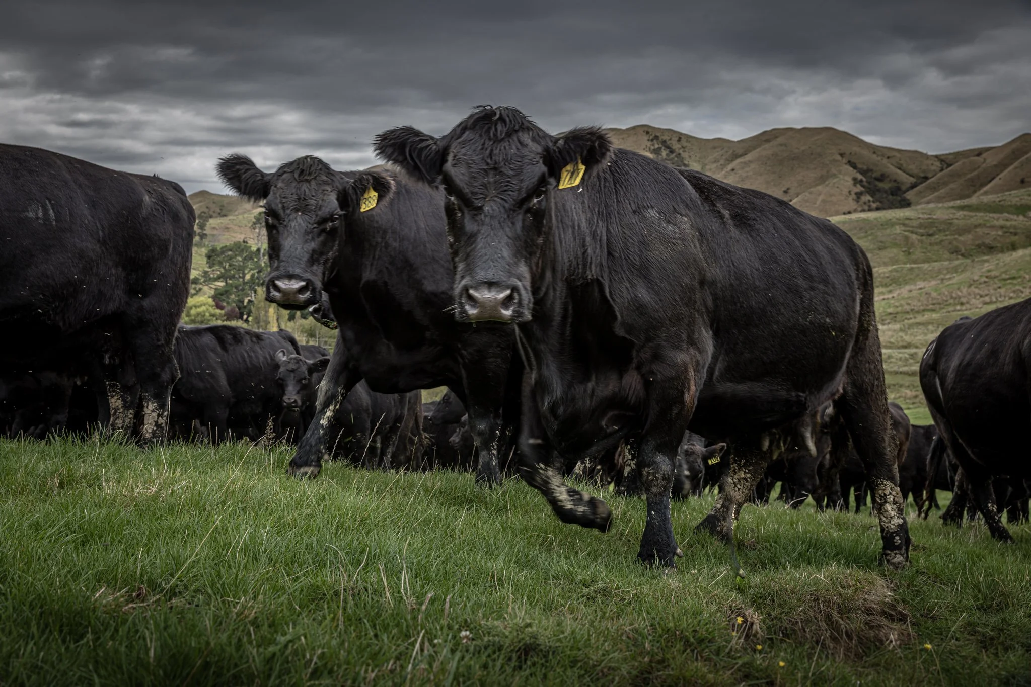 Black cows standing on grassy field with hills and cloudy sky in background.