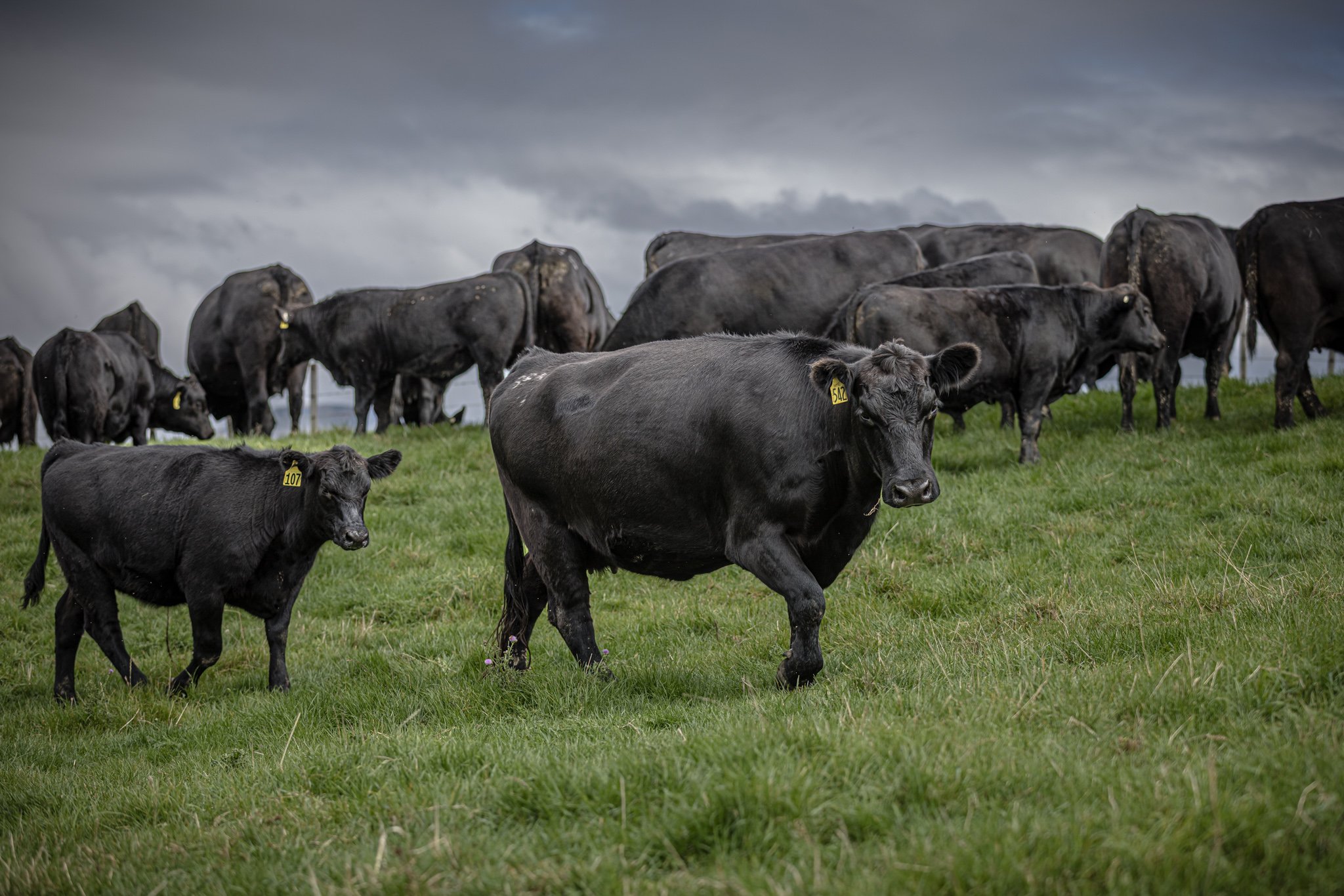 A herd of black Angus Stud cows located on Mangatuna Farm East of Dannevirke.