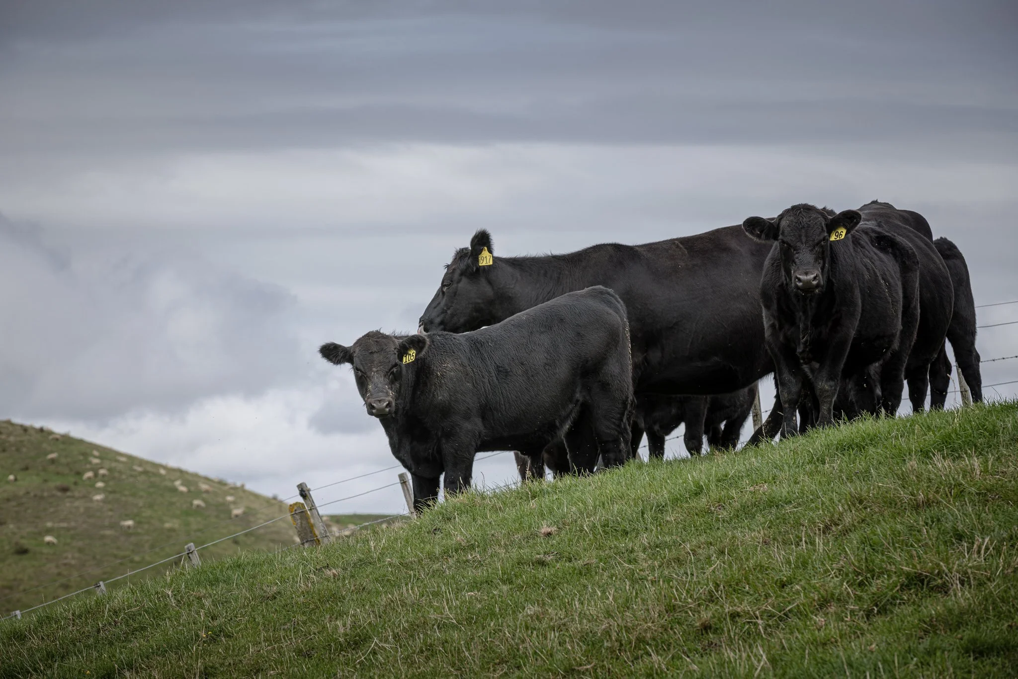A group of black cows standing on a grassy hillside under a cloudy sky, with tags on their ears.