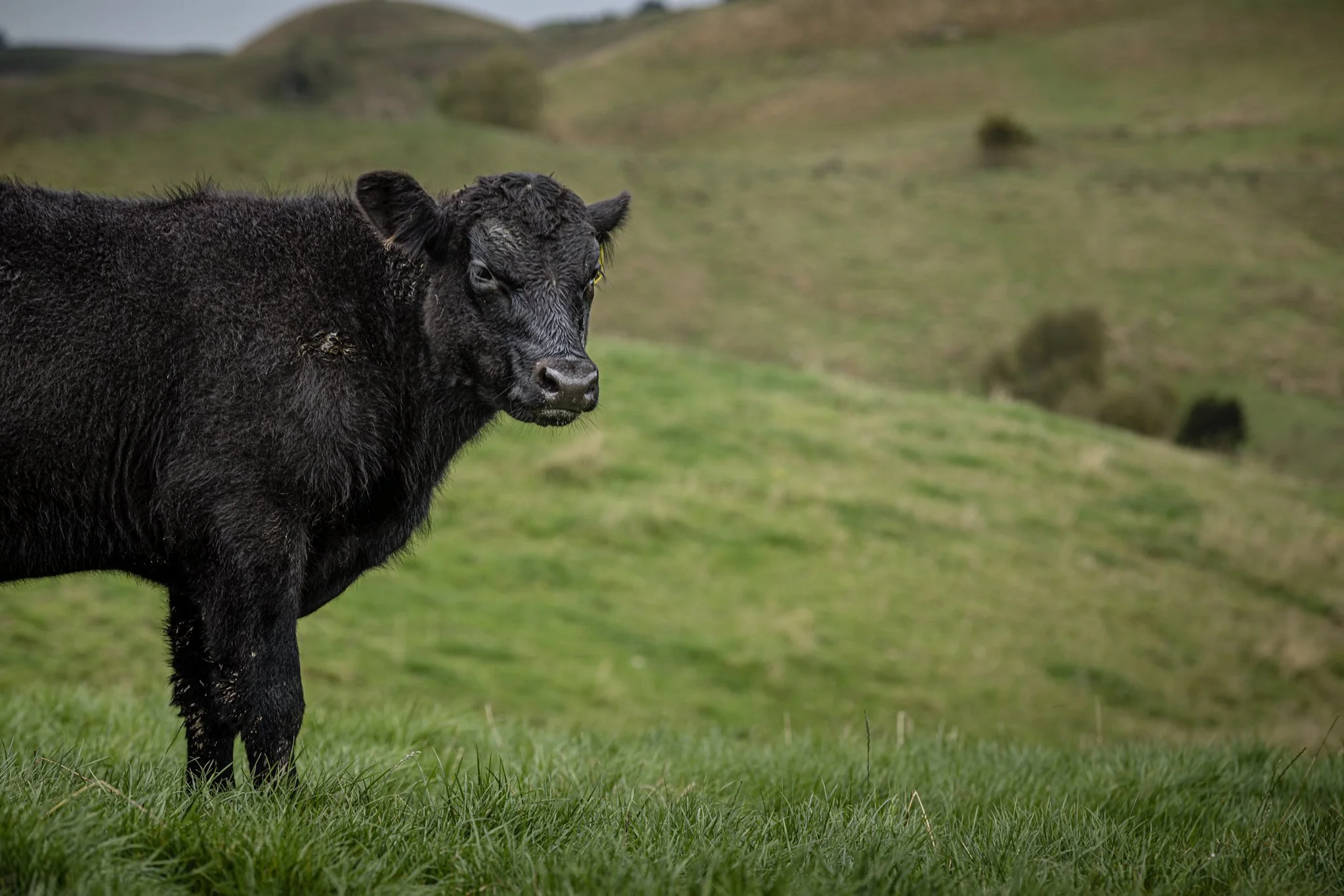 Black calf standing on green grass in a hilly landscape with trees or bushes in the background.