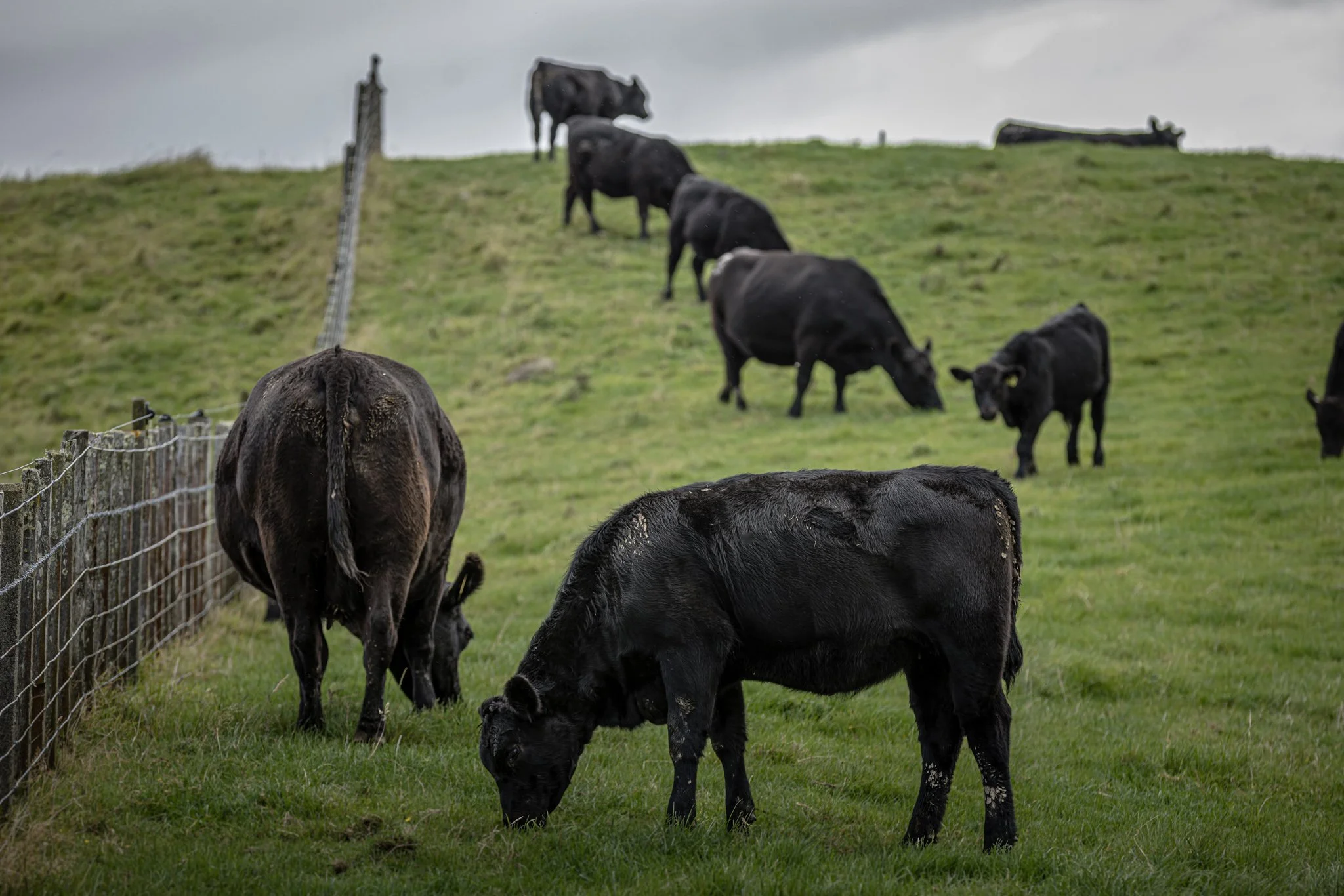 Group of black cows grazing on a grassy hillside with cloudy sky