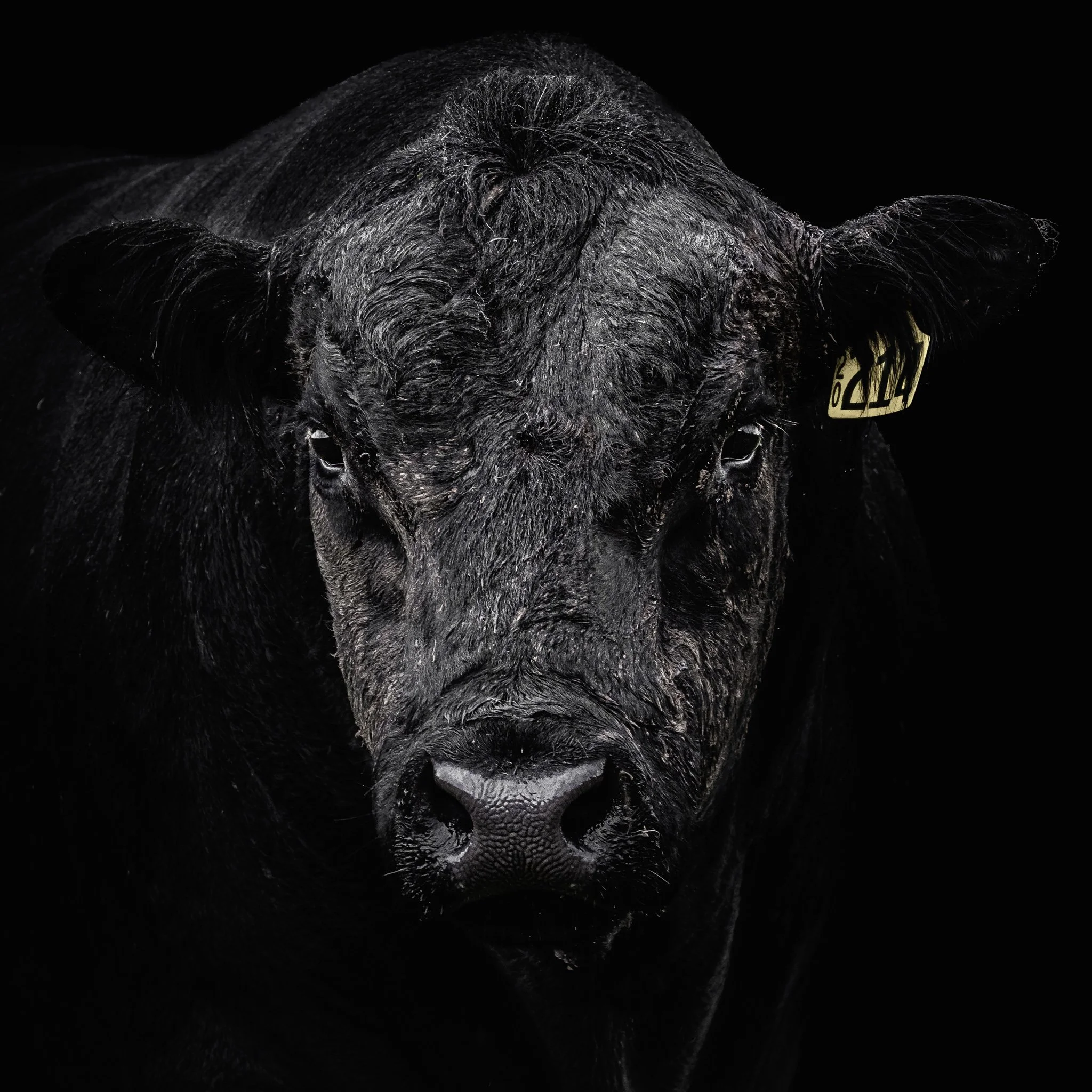 A close-up of a black bull facing forward against a black background.