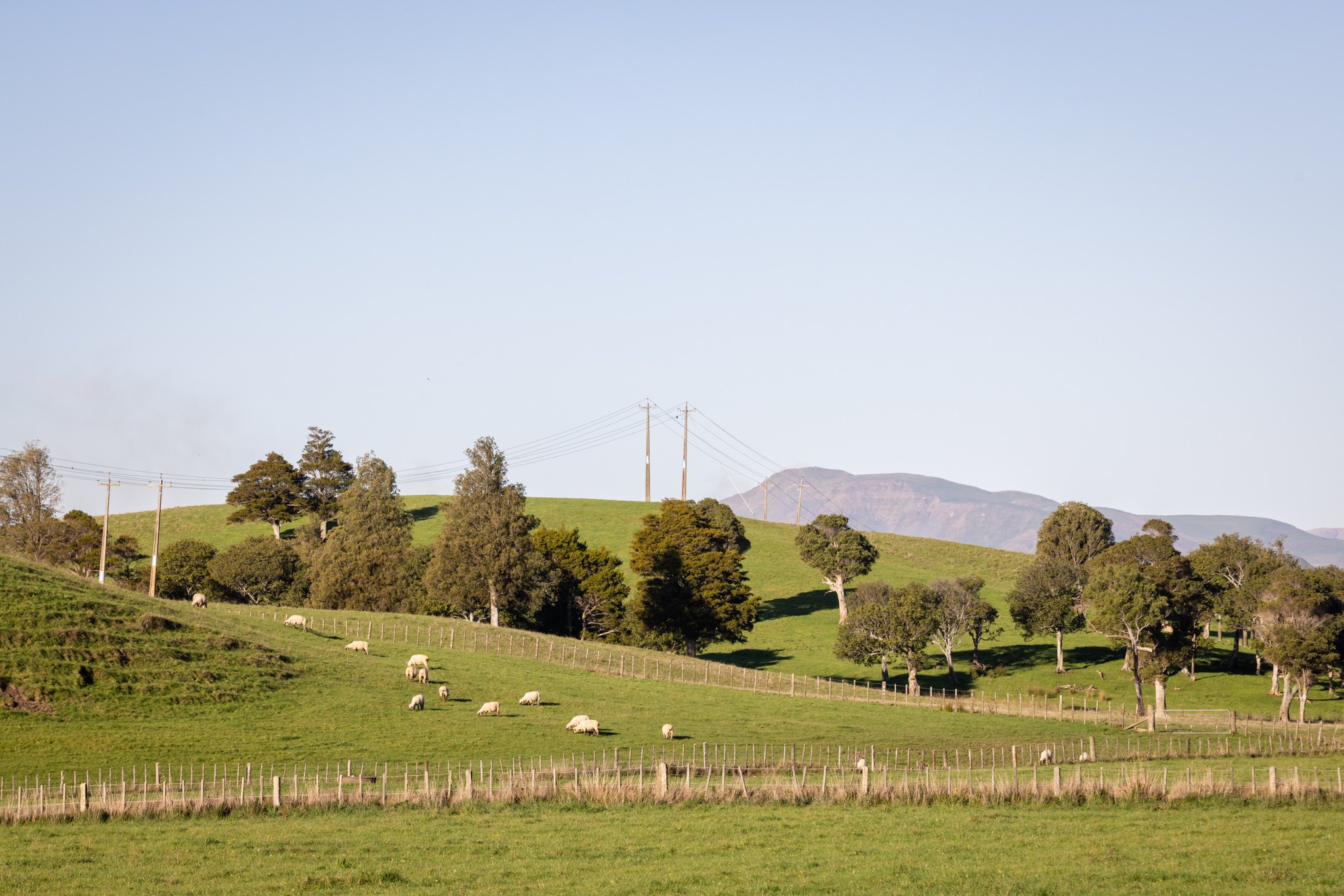 The green rolling hills of Anui with our Dorset Down sheep grazing, scattered trees, power lines, and mountains in the background under a Dannevirke clear blue sky.