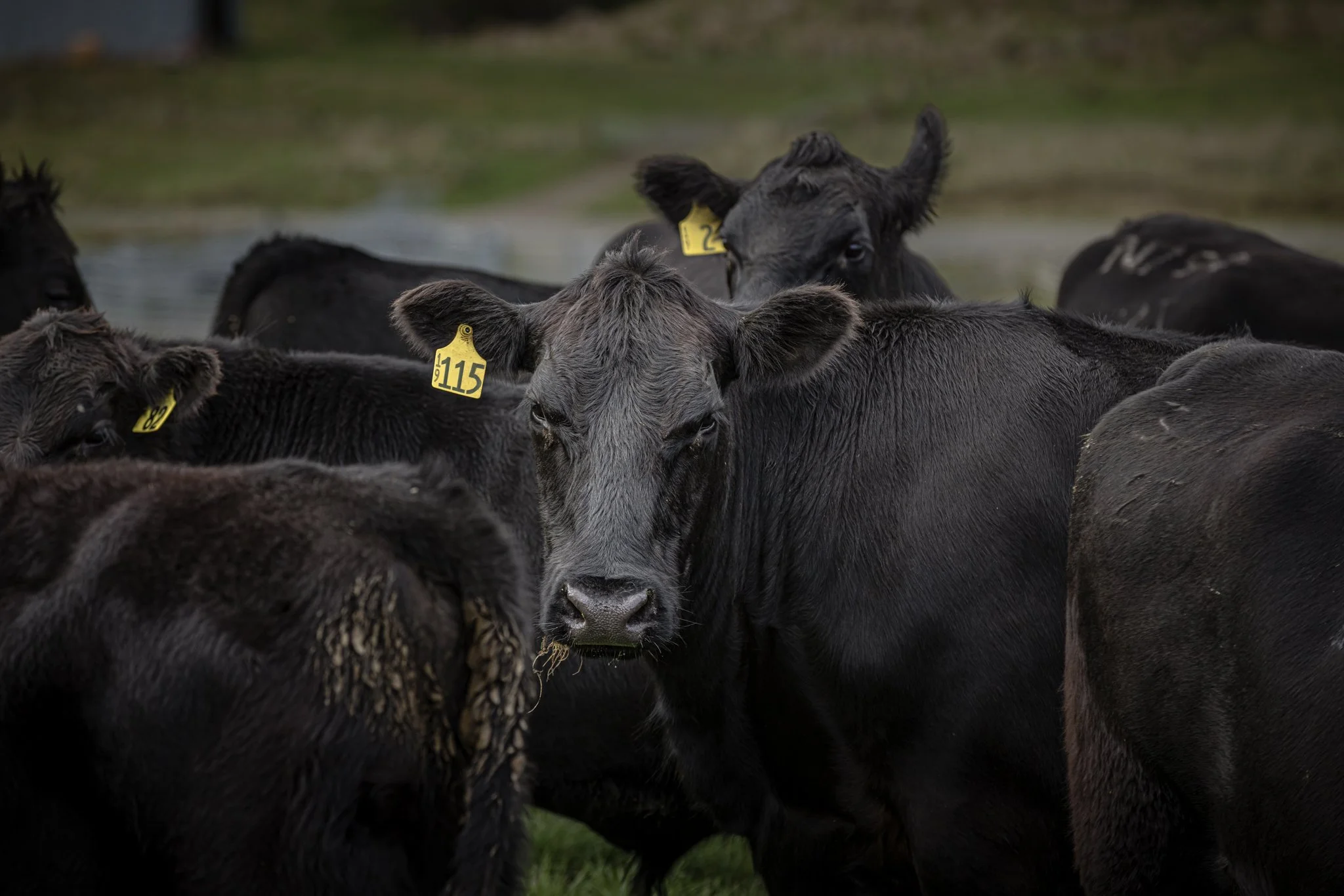 Group of black cattle outdoors with yellow identification tags on their ears.