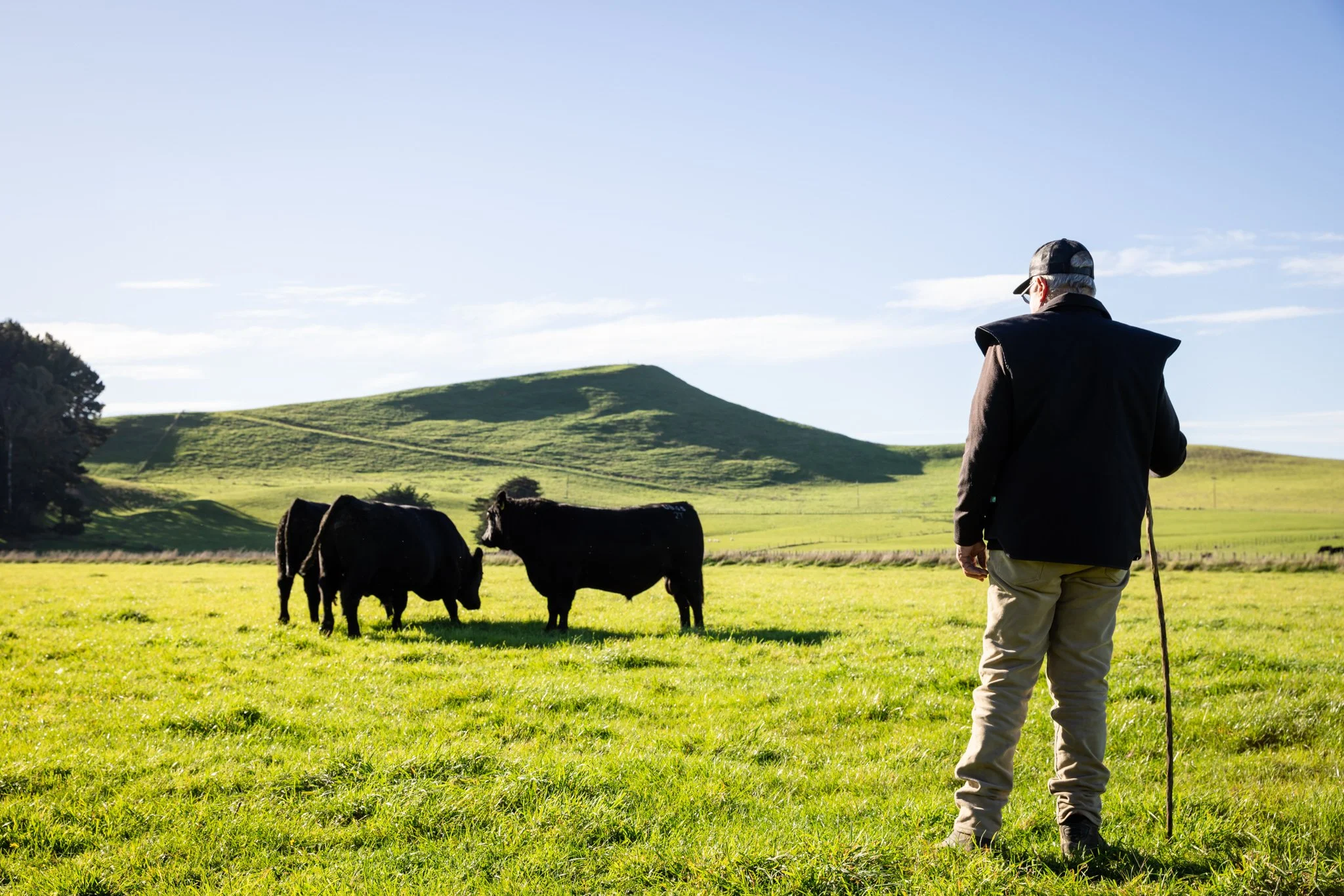 A farmer walking through a green field with three black cows grazing, with rolling hills in the background under a blue sky.
