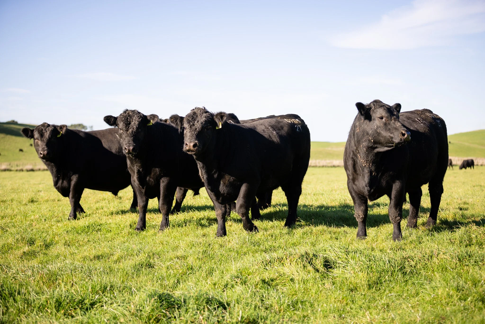 Well mannered, and calm temperament Dandaleith Angus cattle. 
