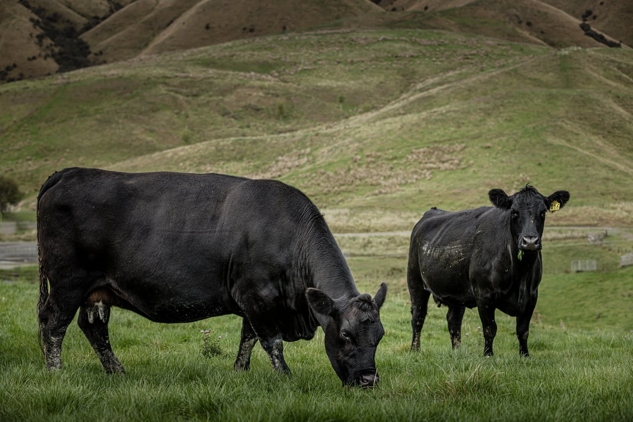 Two black cows grazing on green grass with rolling hills in the background.