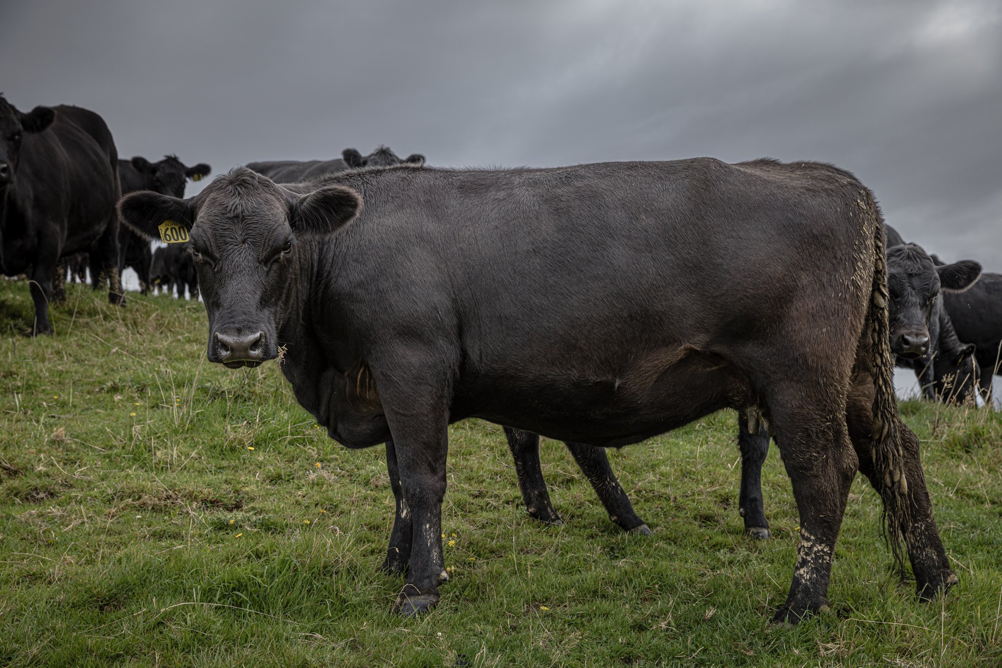 An Angus Stud cow located on Mangatuna Farm East of Dannevirke..