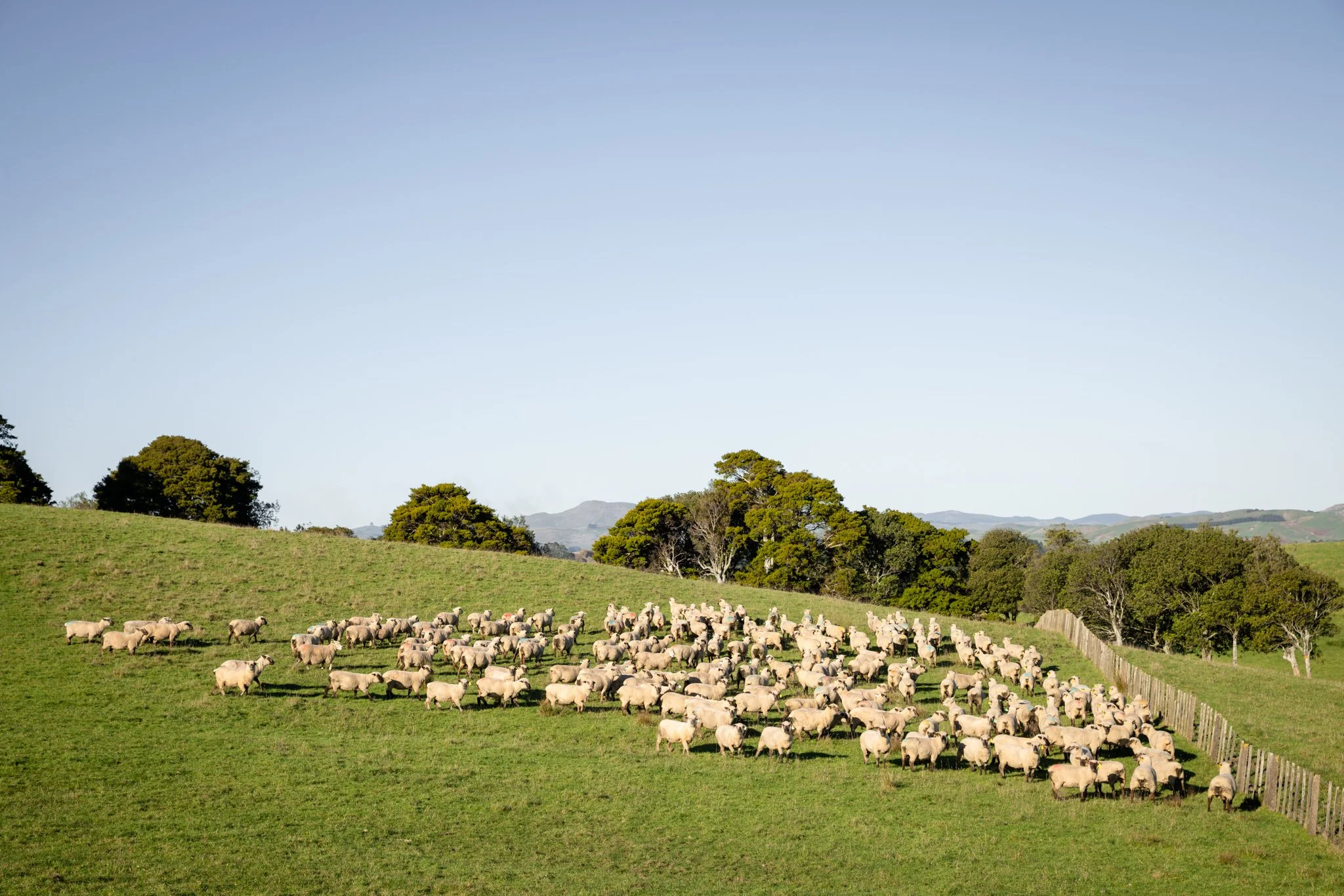 Dorset Down sheep grazing at Anui. Talk to us about our Rams. 