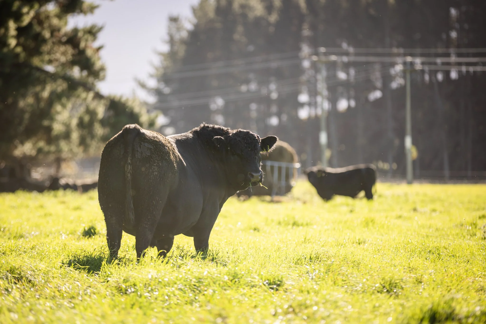A black Angus cow standing in a sunlit green paddock with other cows grazing in the background and trees along the horizon.
