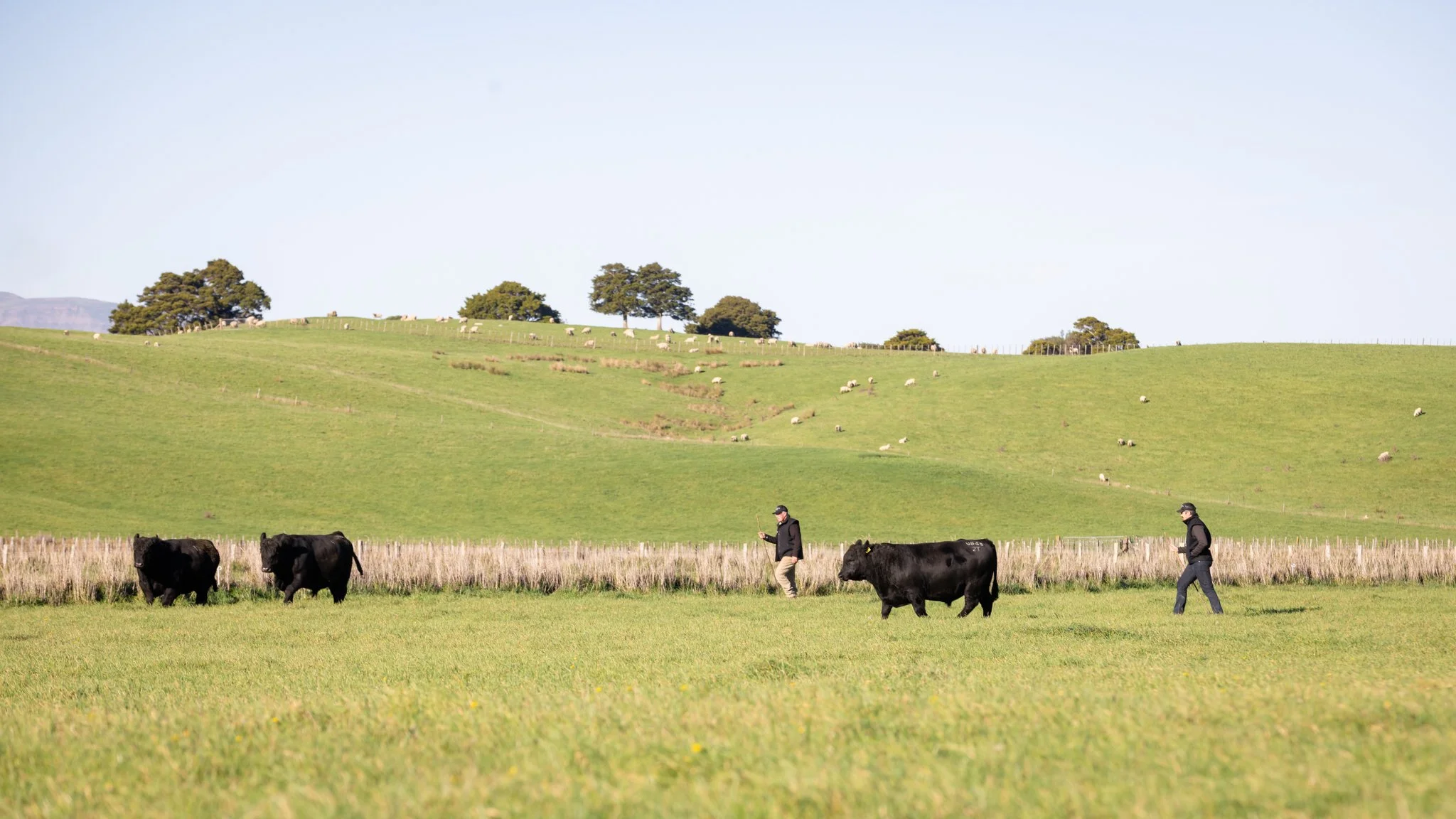 Moving some of our Angus Cattle.