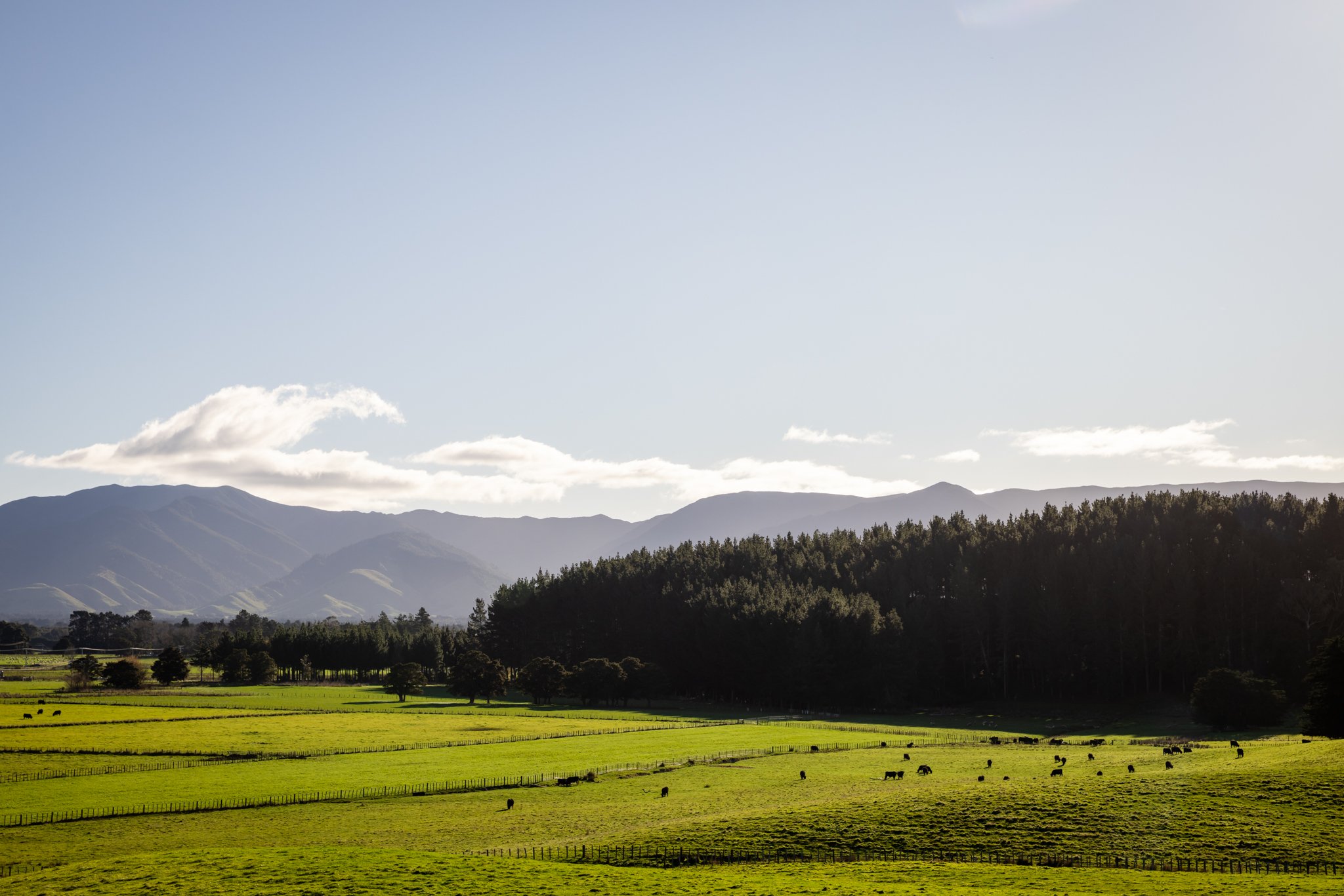 The fertile soils and pastures of Anui, make for great finishing of our Dorset Down sheep and Angus Cattle. 