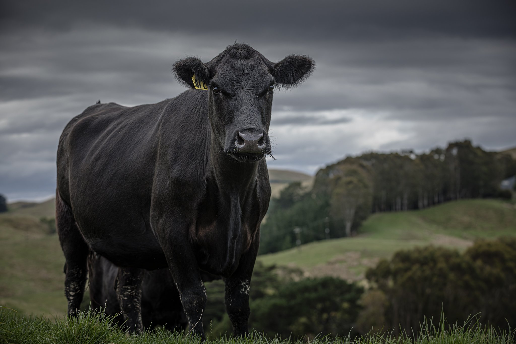 Black cow standing on a grassy hill with a cloudy sky and rolling hills in the background.