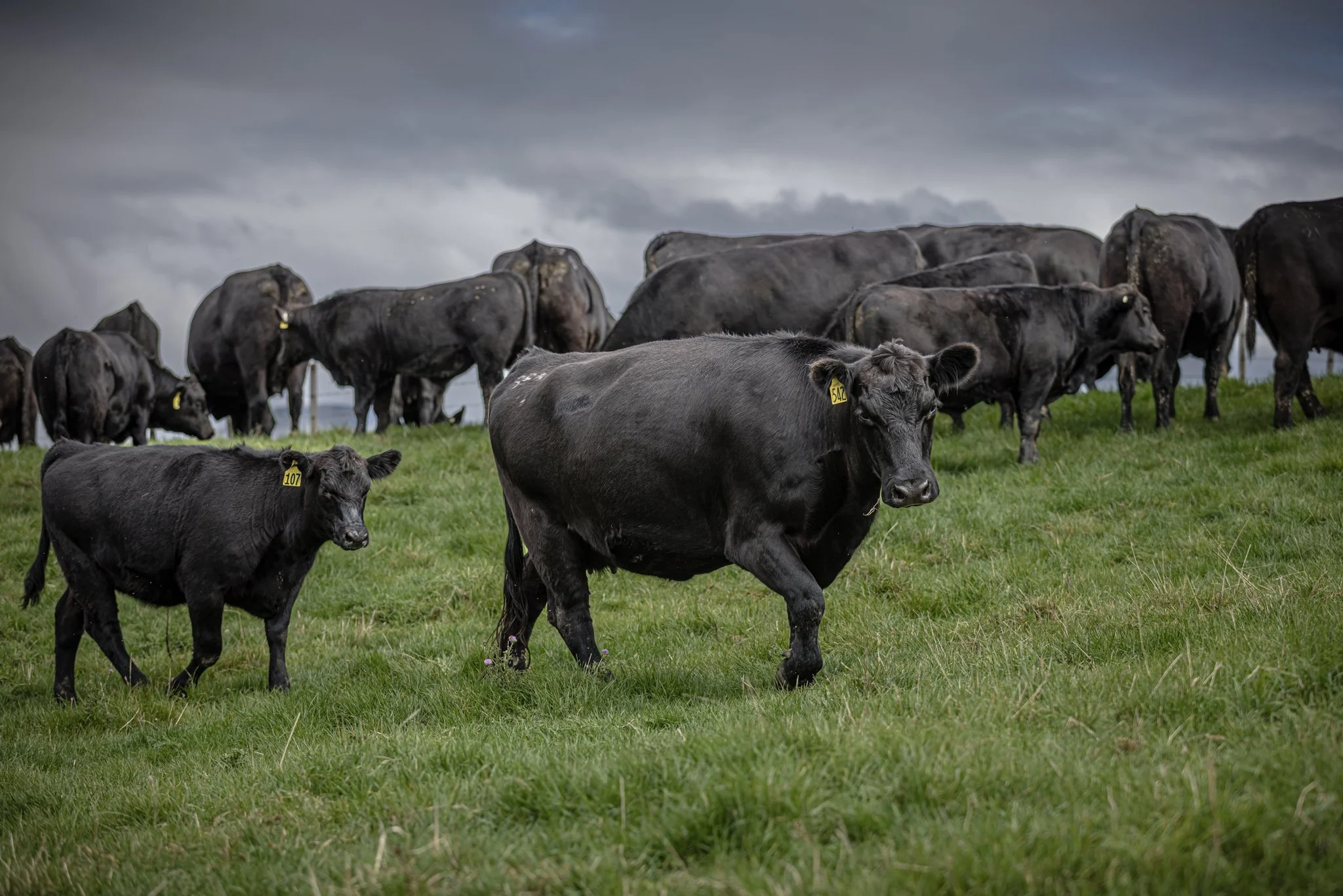 A herd of black cows grazing on a green field under a cloudy sky.
