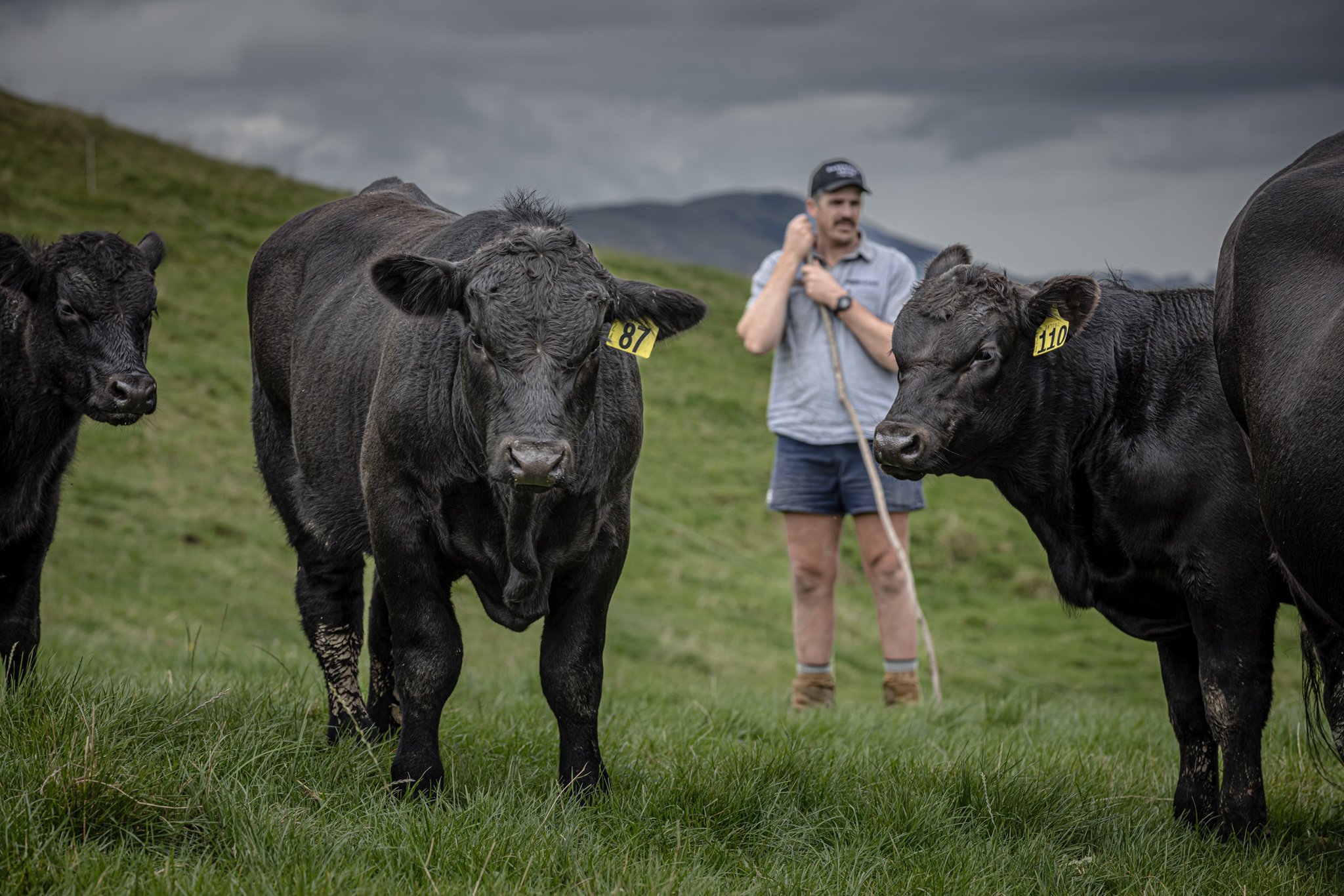 A person with a hat and shorts herding black cattle on a grassy hillside during a cloudy day.