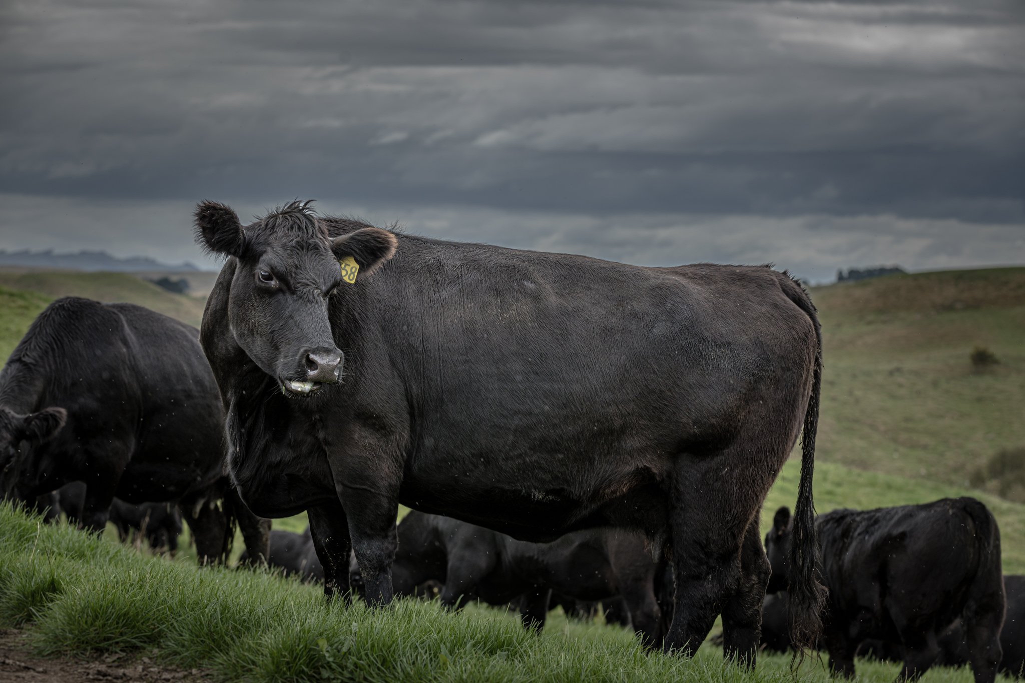 Black cows grazing on a grassy hill under a cloudy sky.