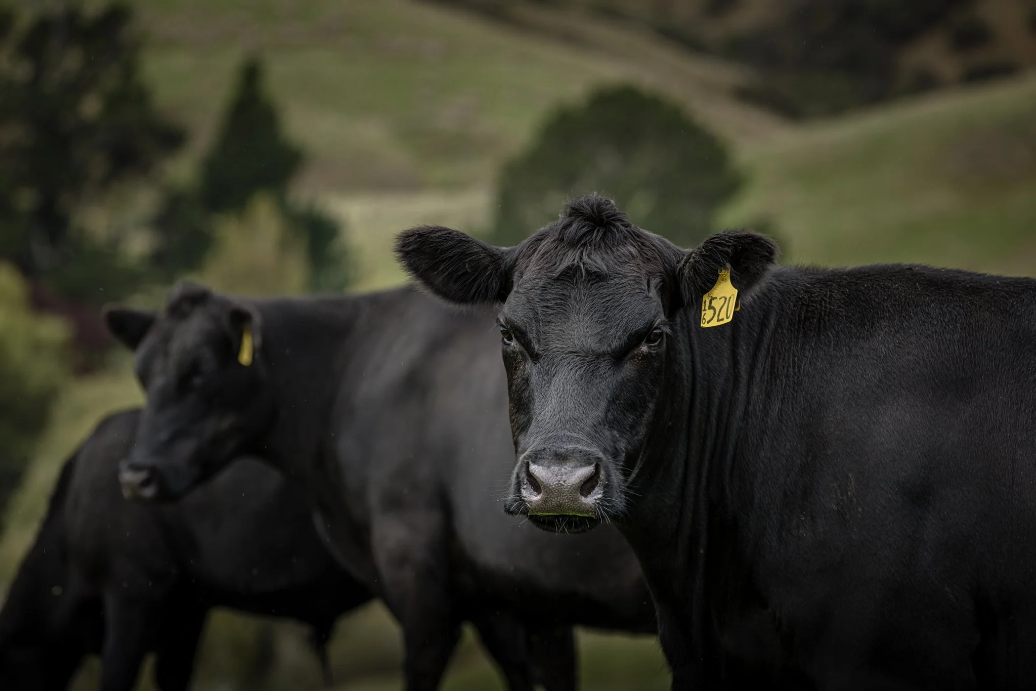 Close-up of a black cow with a yellow ear tag, standing in a grassy field with hills and trees in the background.