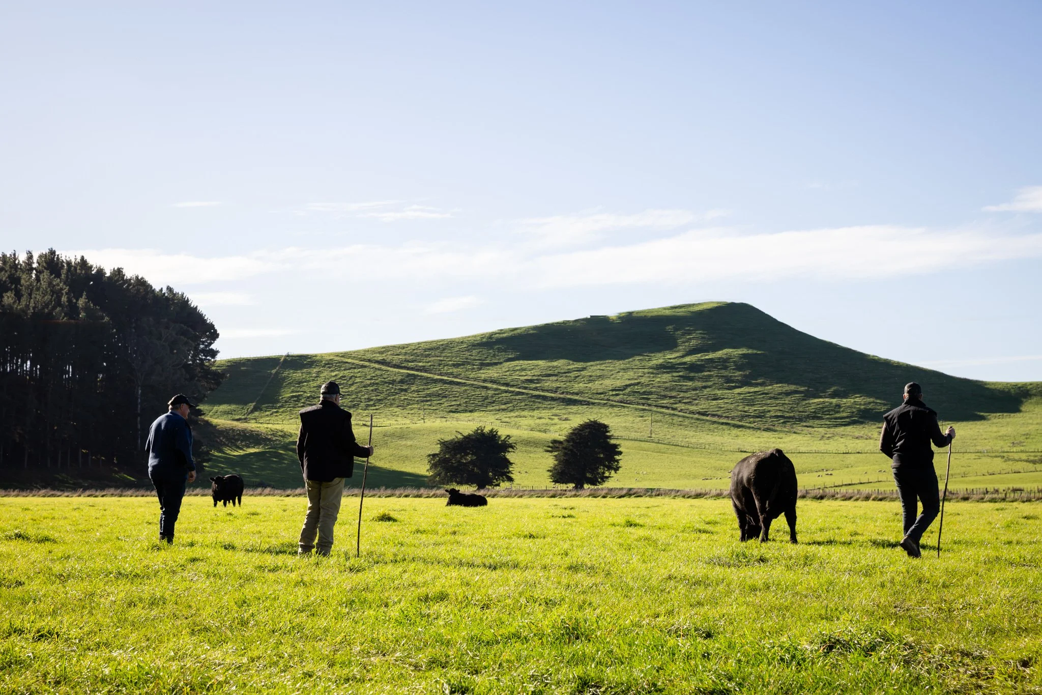 Three people walking on a green field with cows, hills, and trees in the background on a sunny day.