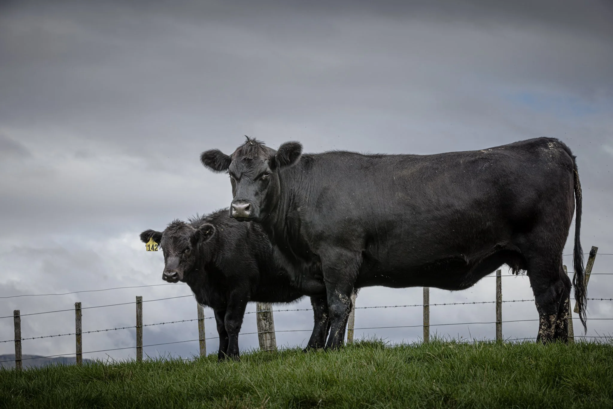 An Angus Cow and Calf or Angus Dam located on Mangatuna, just outside of Weber, Dannevirke.
