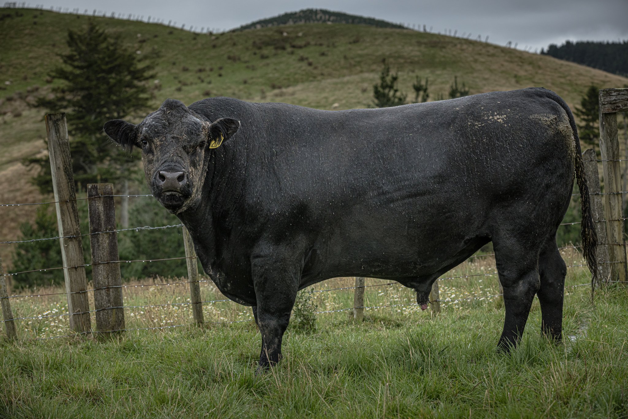 A black cow standing in a grassy field behind a wire fence, with rolling hills and trees in the background.