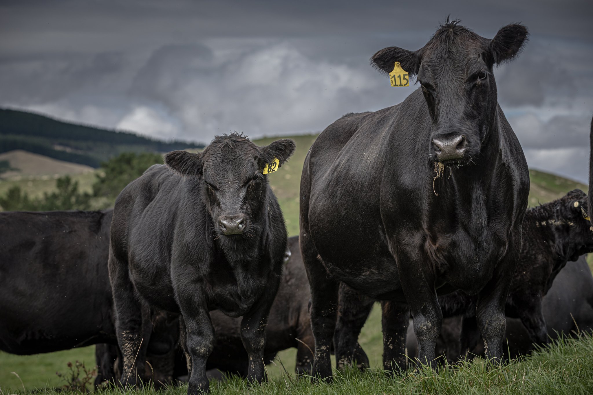 Two black cattle standing on a grassy field under a cloudy sky, with hills in the background.