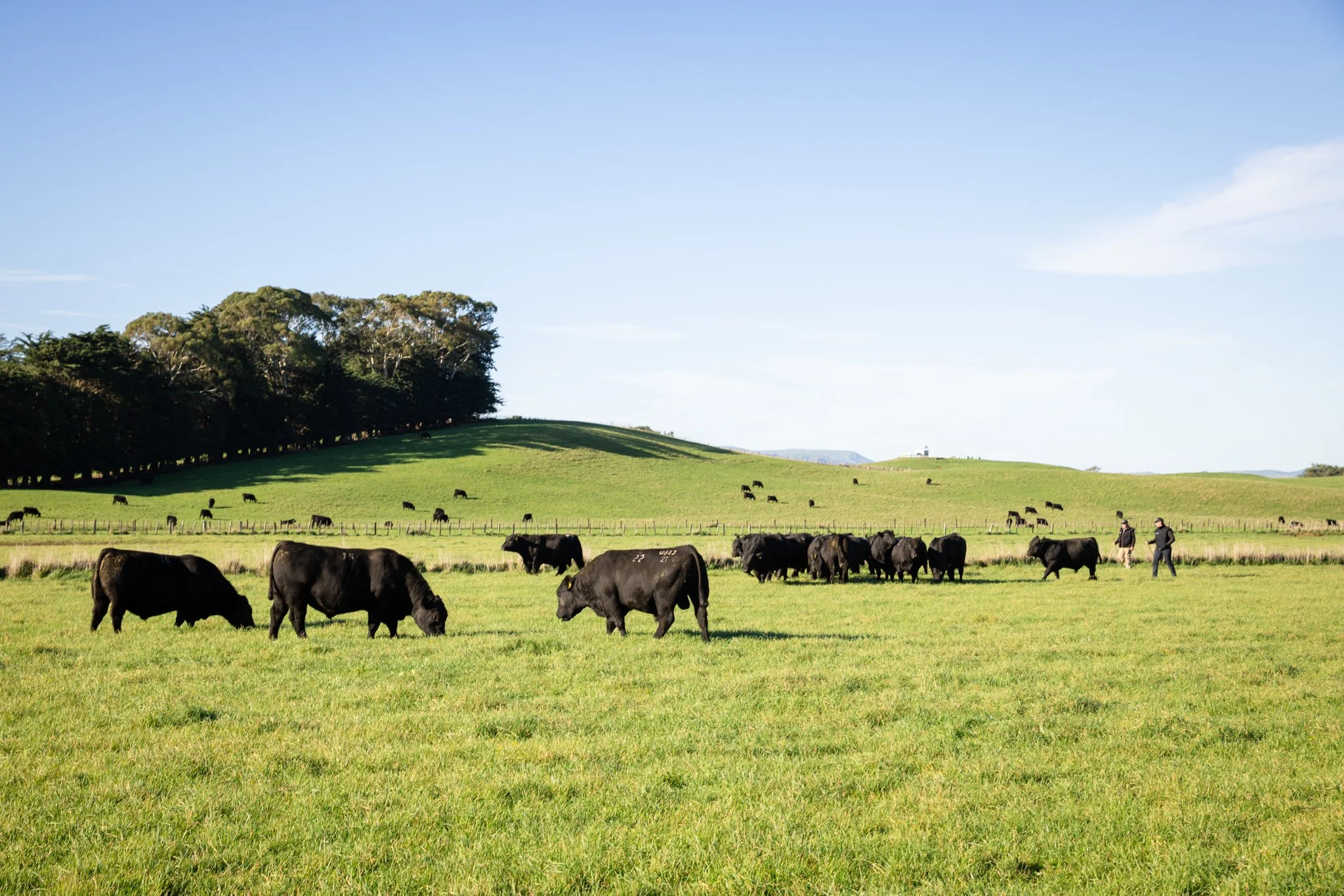 Cattle grazing on a lush green field with a hill and trees in the background under a clear blue sky.
