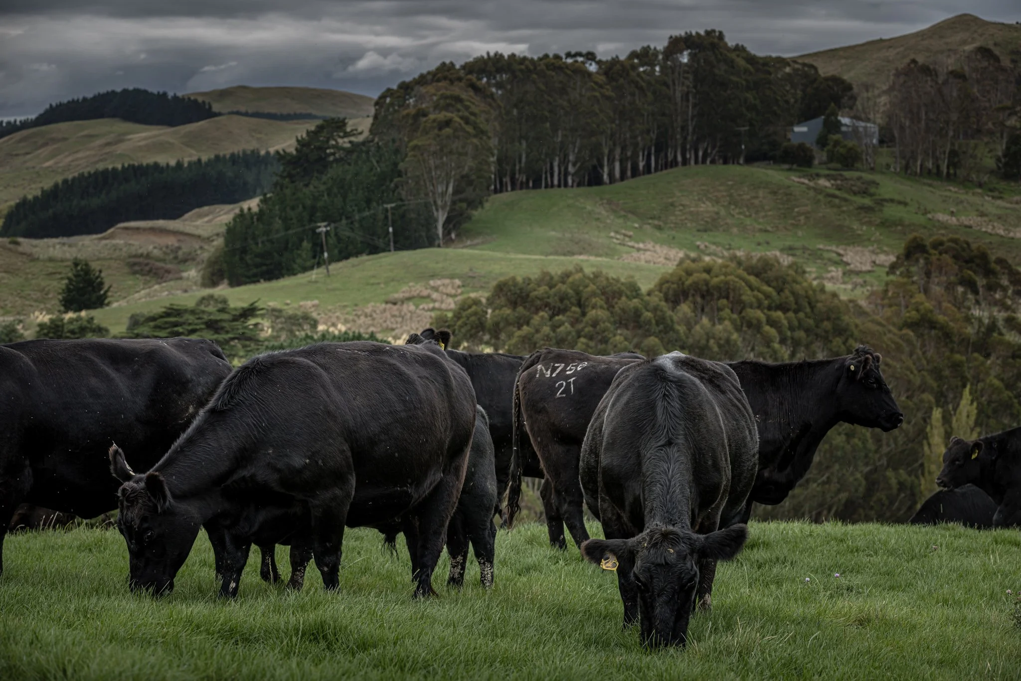 A group of black cows grazing on a green field with rolling hills and trees in the background under a cloudy sky.