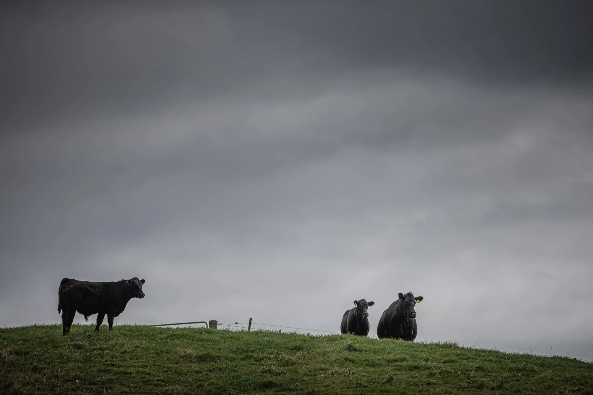 Three black cows standing on a grassy hill under a dark, cloudy sky.